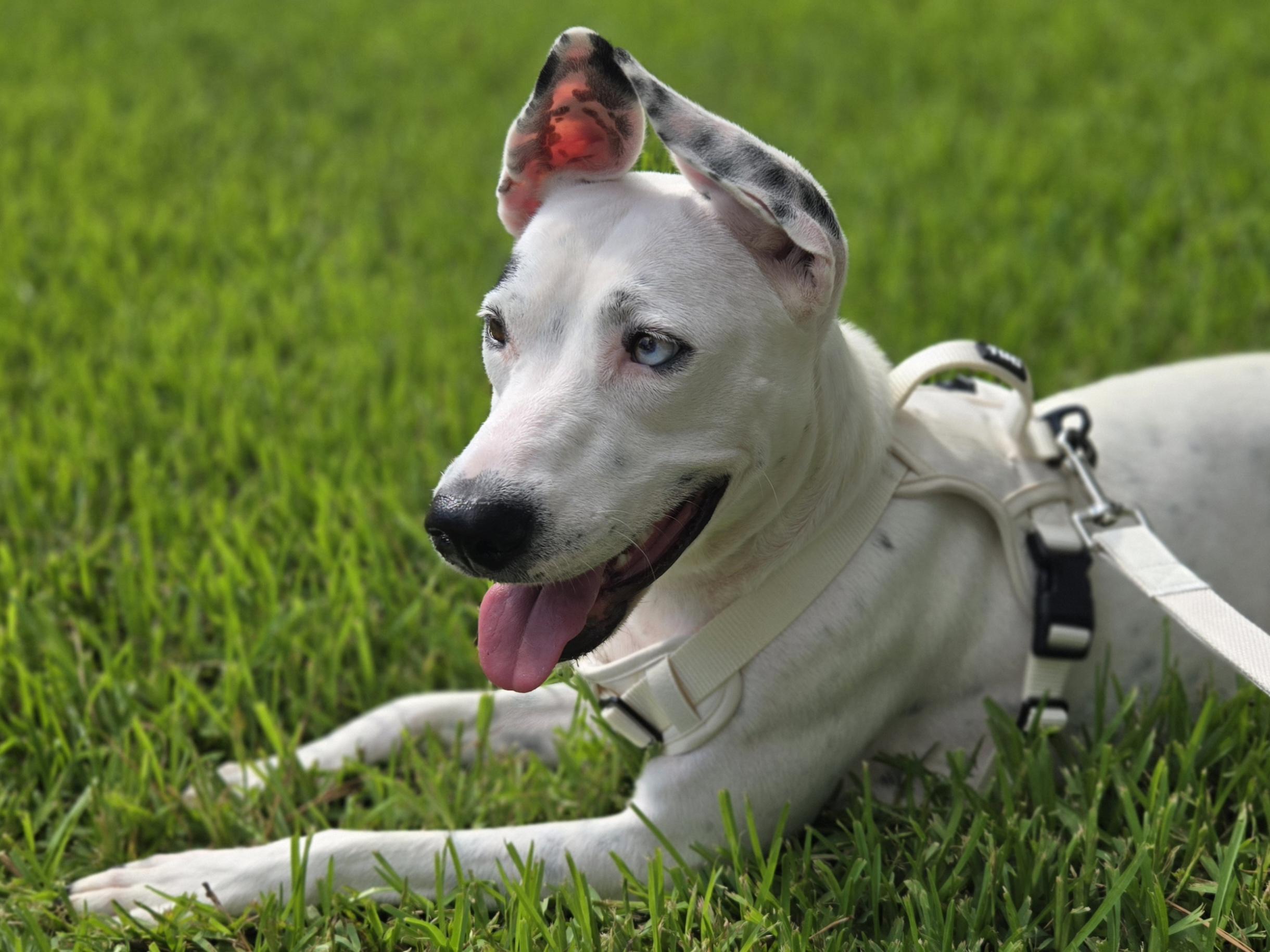 Enlarge Ahsoka, a ADOPTABLE mixed breed in Cypress, TX image 3/5