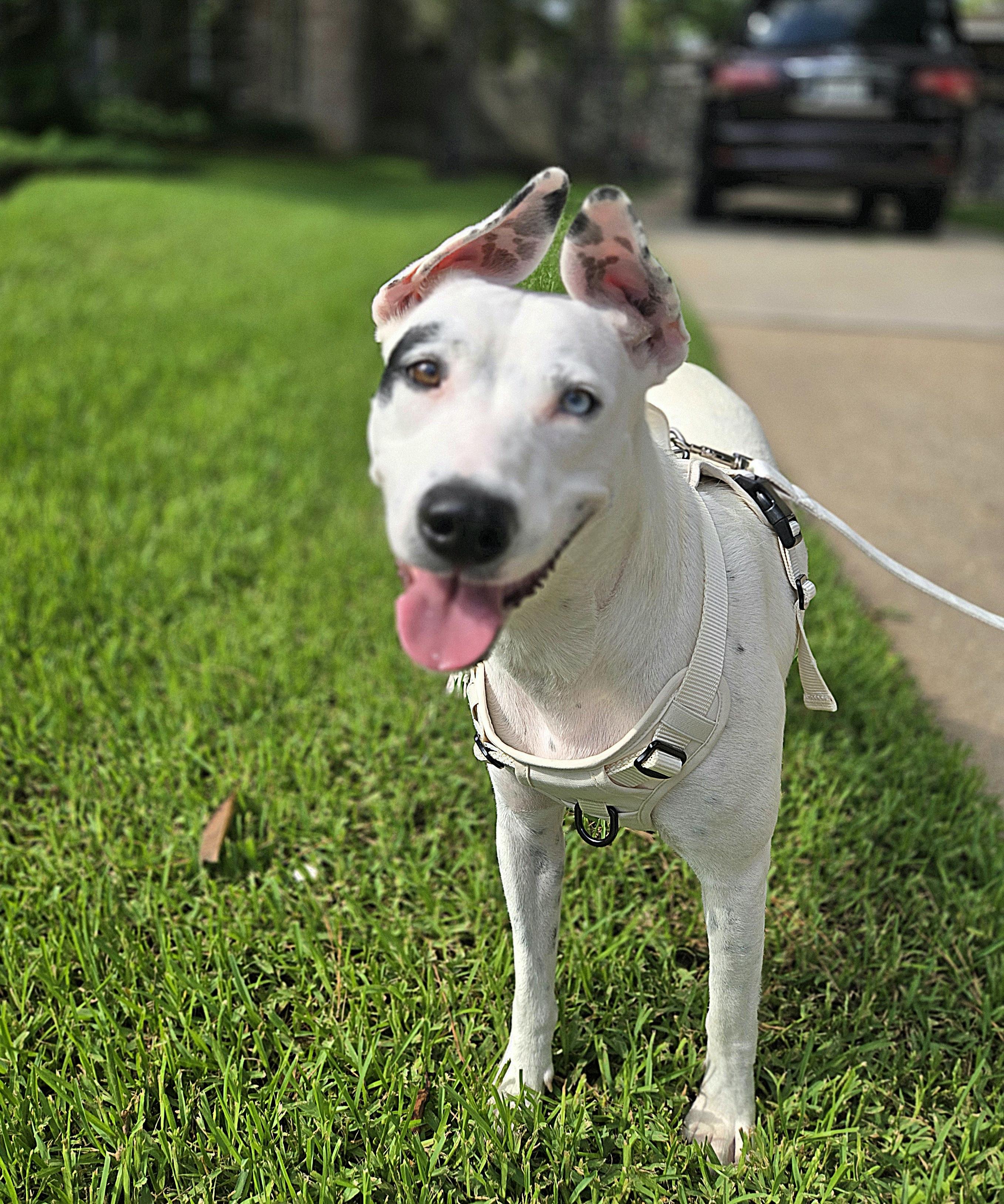 Enlarge Ahsoka, a ADOPTABLE mixed breed in Cypress, TX image 5/5
