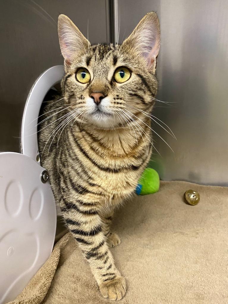 Natasha, Adoptable, Kitten Female Domestic Short Hair.