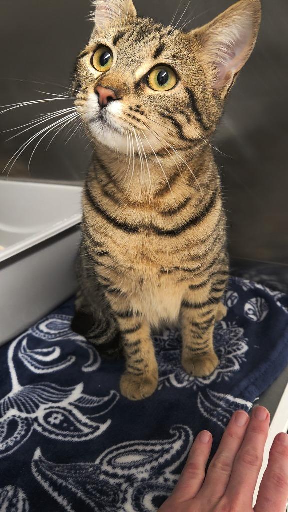 Enlarge Natasha, a Adoptable mixed breed in Grants Pass, OR image 2/6