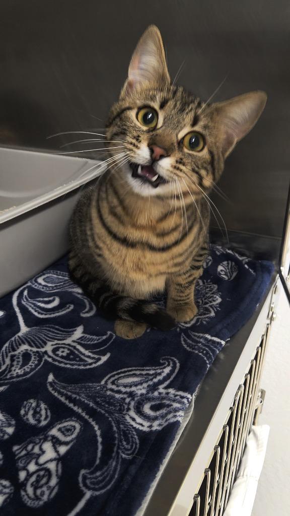 Enlarge Natasha, a Adoptable mixed breed in Grants Pass, OR image 4/6