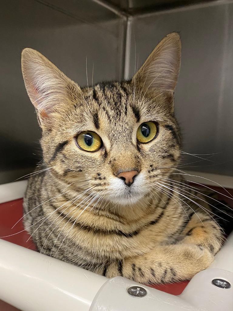 Enlarge Natasha, a Adoptable mixed breed in Grants Pass, OR image 5/6