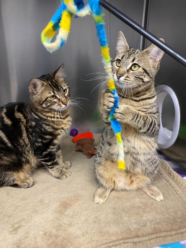 Enlarge Natasha, a Adoptable mixed breed in Grants Pass, OR image 6/6