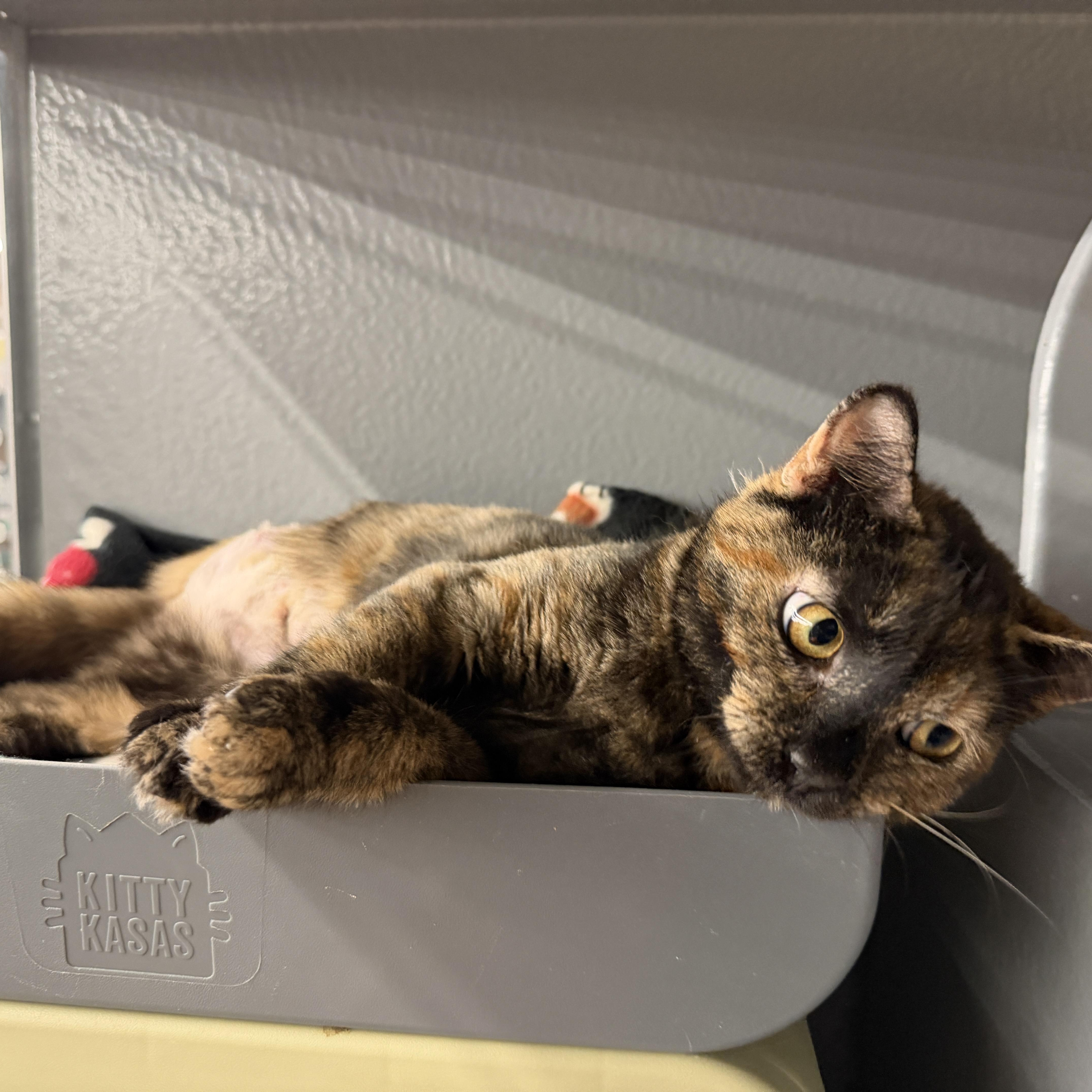 Wen, an adopted Domestic Short Hair in Oldsmar, FL image 3/4