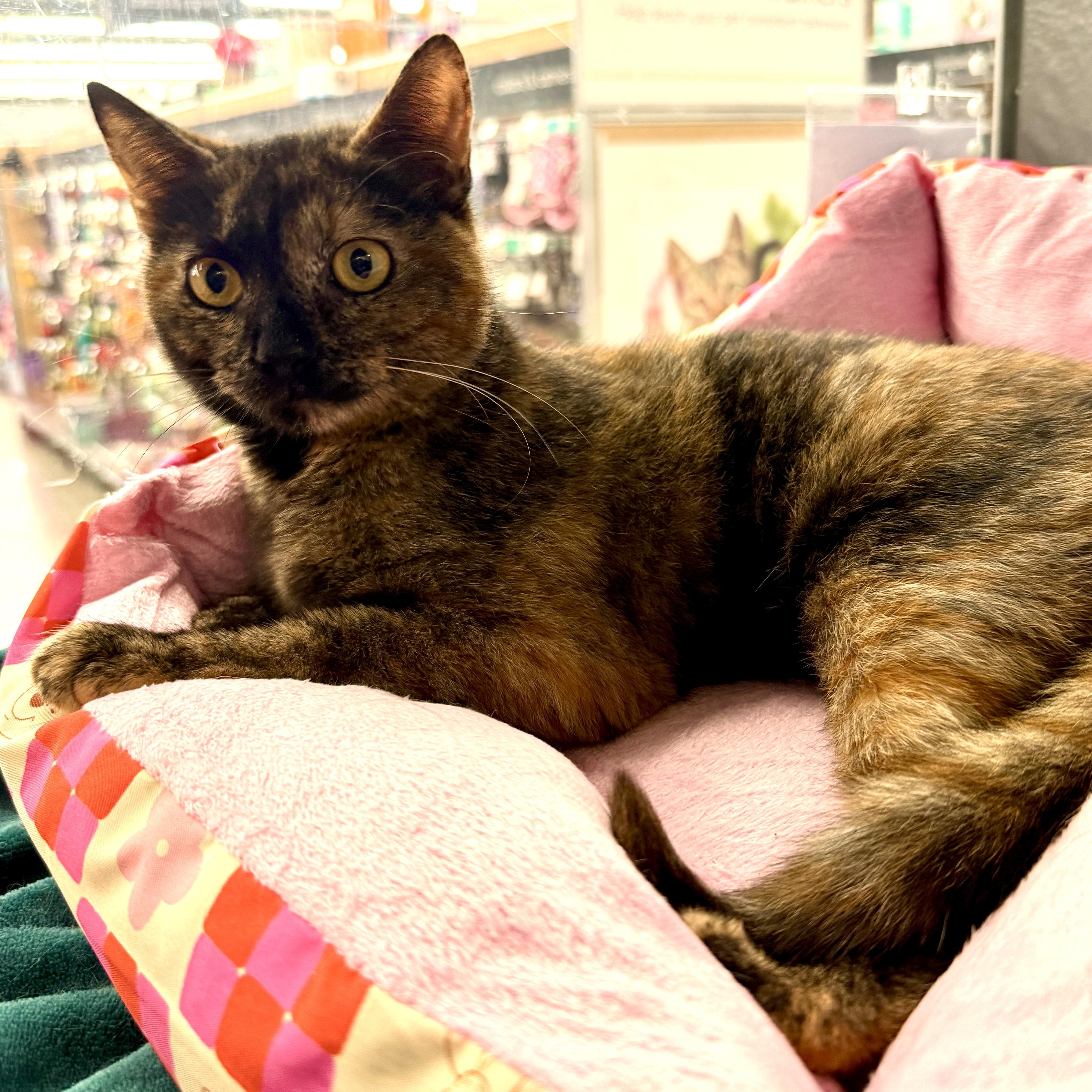Wen, an adopted Domestic Short Hair in Oldsmar, FL image 2/4