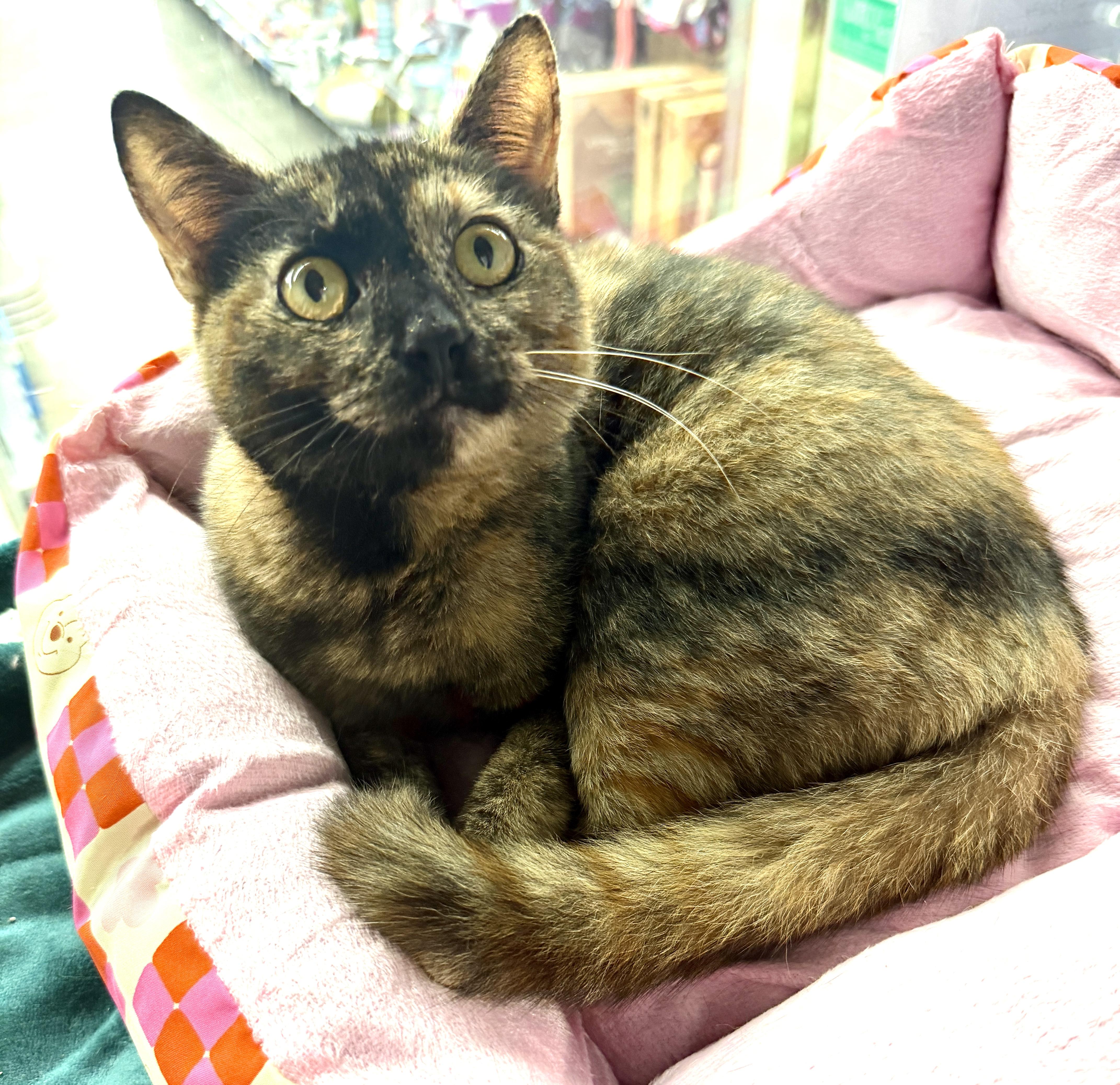 Wen, an adopted Domestic Short Hair in Oldsmar, FL image 1/4
