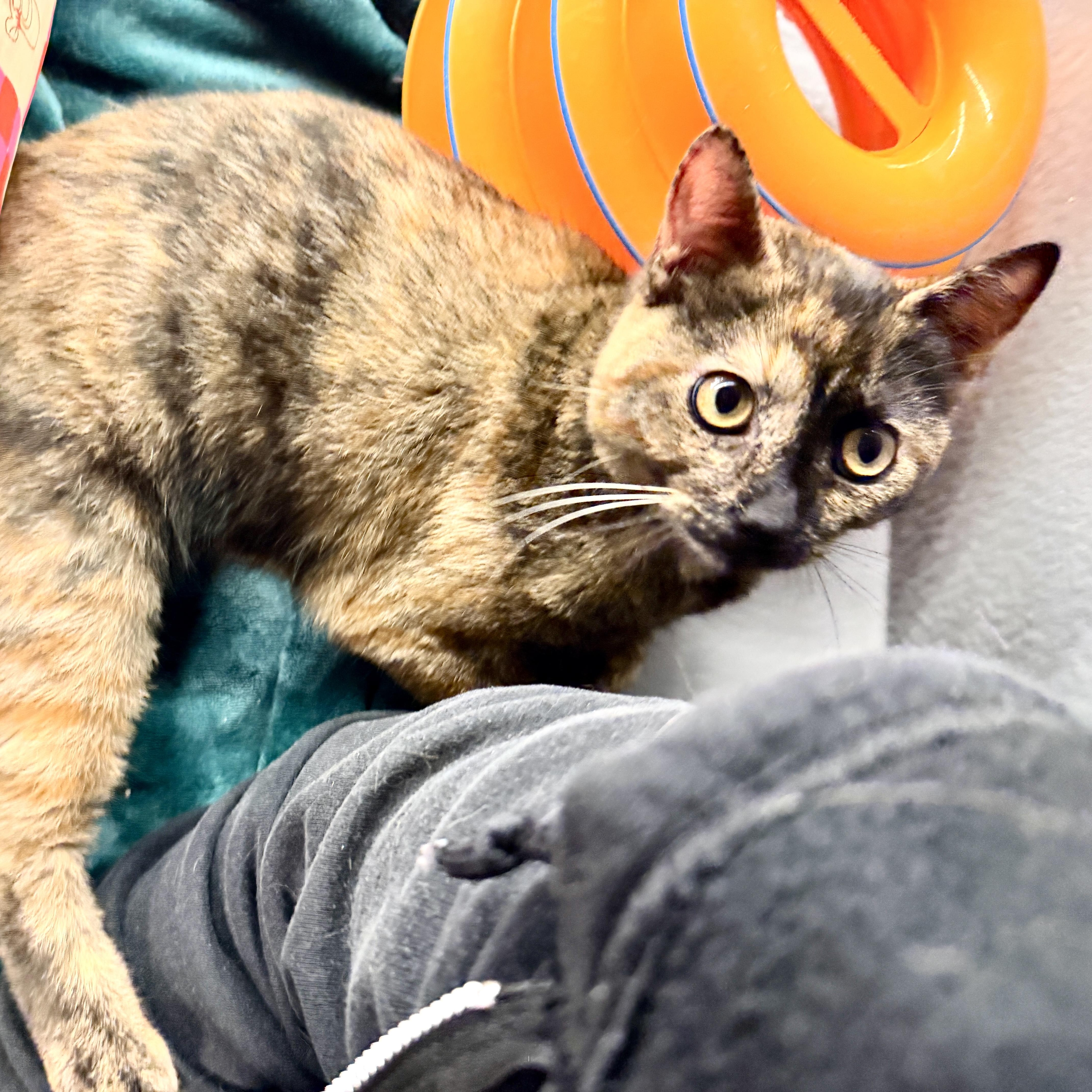 Wen, an adopted Domestic Short Hair in Oldsmar, FL image 4/4