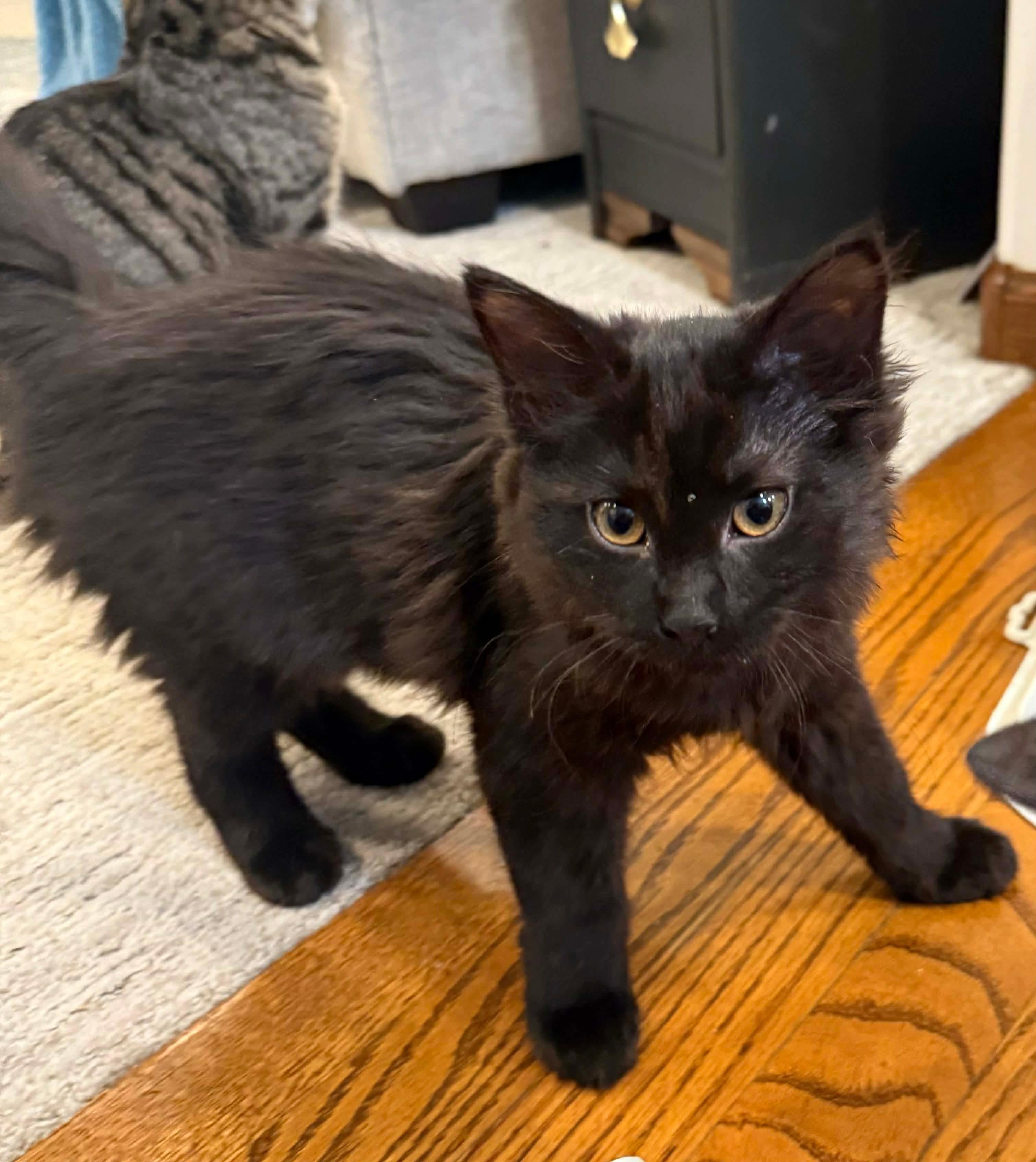 Sterling — thumbnail 2