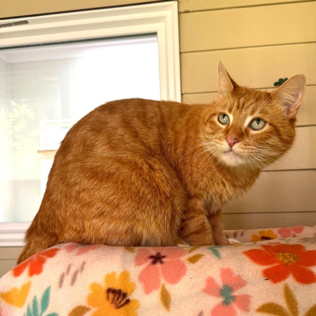 Persimmon, Adoptable, Adult Male Domestic Short Hair.