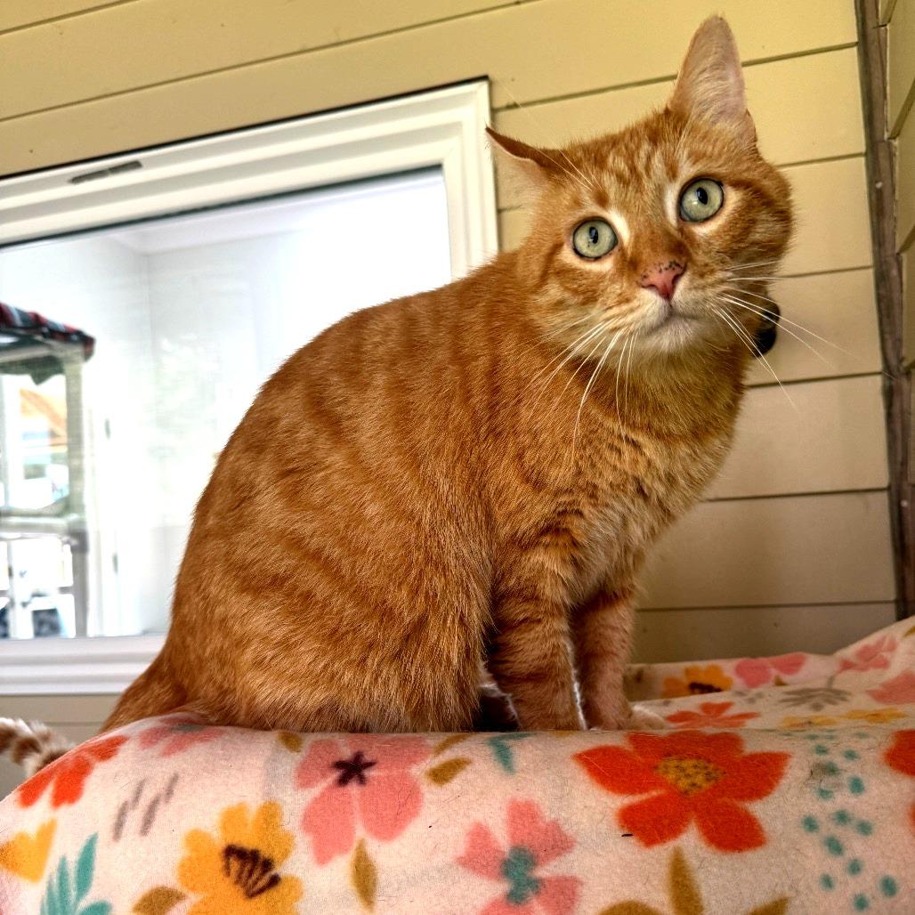 Enlarge Persimmon, a Adoptable Domestic Short Hair in Fort Bragg, CA image 2/5