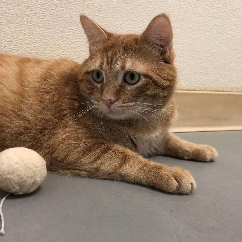 Enlarge Persimmon, a Adoptable Domestic Short Hair in Fort Bragg, CA image 3/5