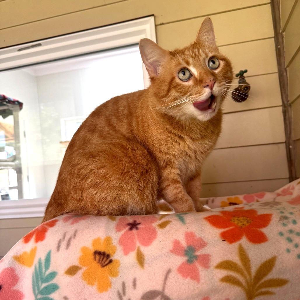 Enlarge Persimmon, a Adoptable Domestic Short Hair in Fort Bragg, CA image 4/5