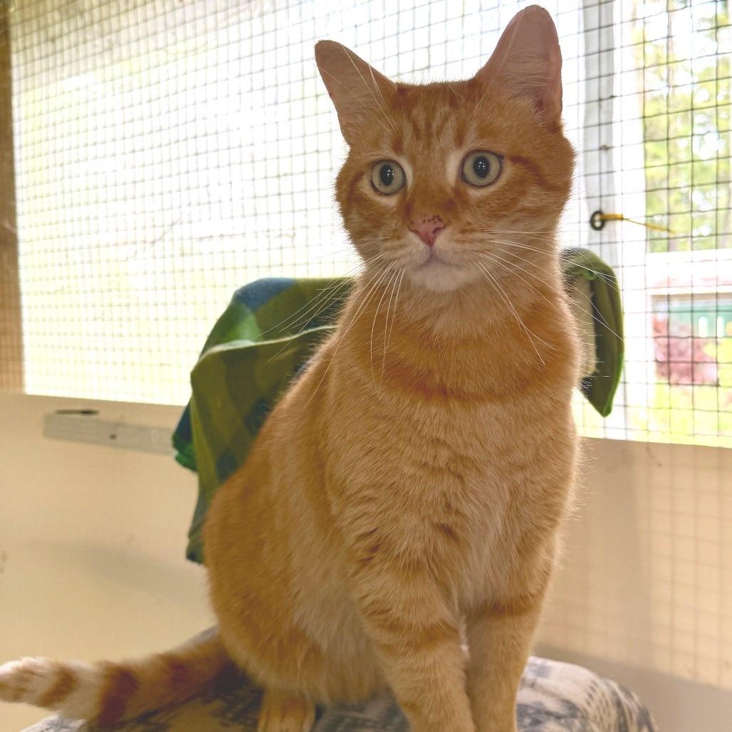 Enlarge Persimmon, a Adoptable Domestic Short Hair in Fort Bragg, CA image 5/5