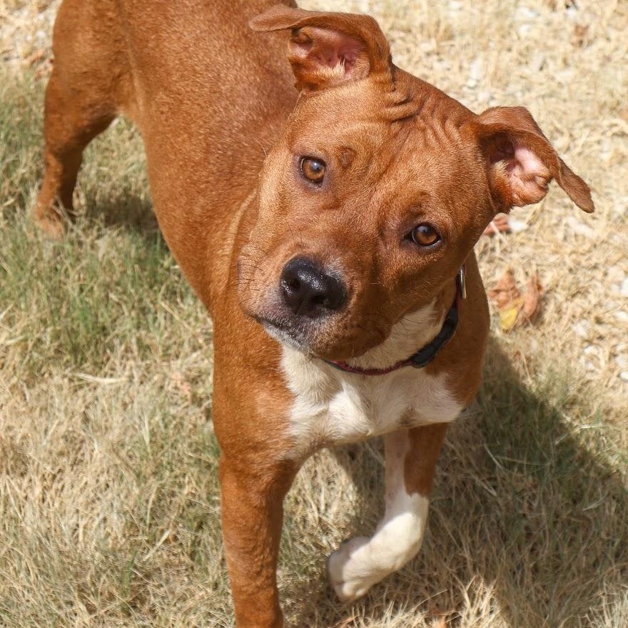 Honey, Adoptable, Adult Female American Staffordshire Terrier.