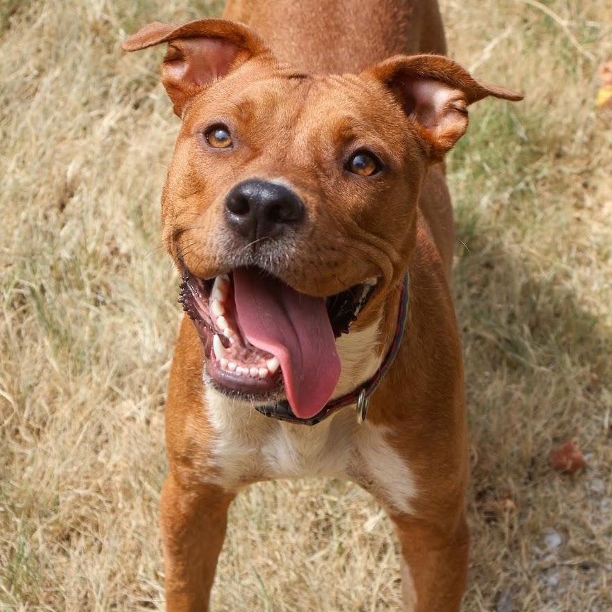 Enlarge Honey, a Adoptable American Staffordshire Terrier in Hollister, MO image 2/2