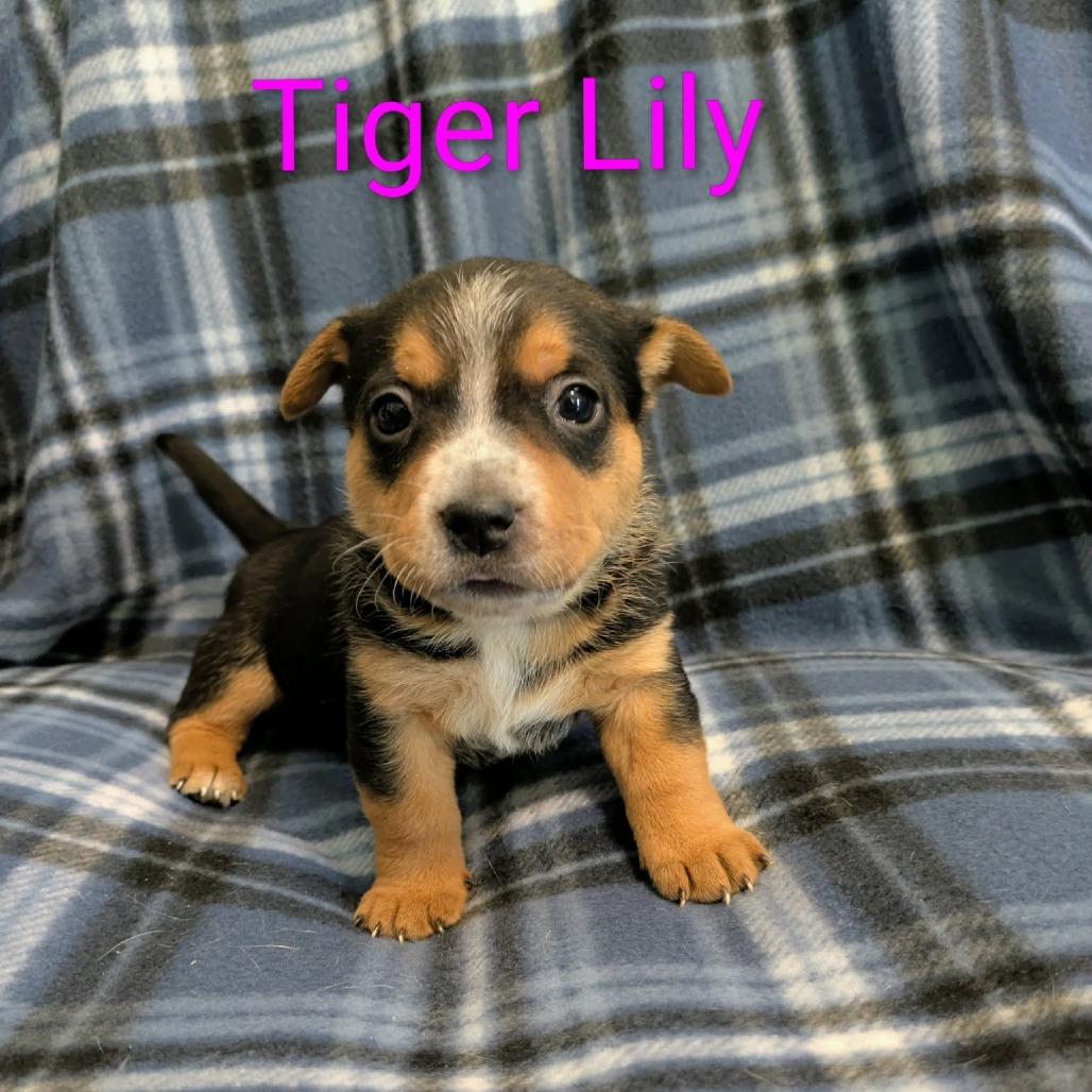 Tiger Lily, Adopted, Puppy Female Cattle Dog.