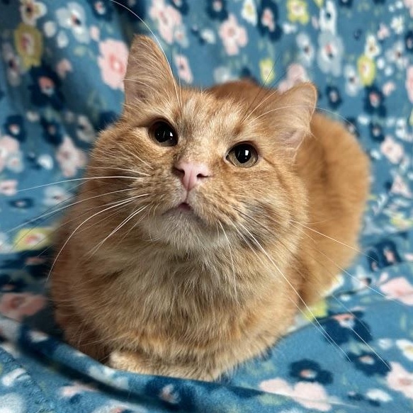 Richard, an adopted Domestic Medium Hair in Waterloo, IA image 3/4