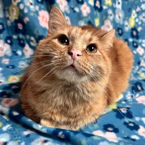 Richard, adopted, Adult Male Domestic Medium Hair.