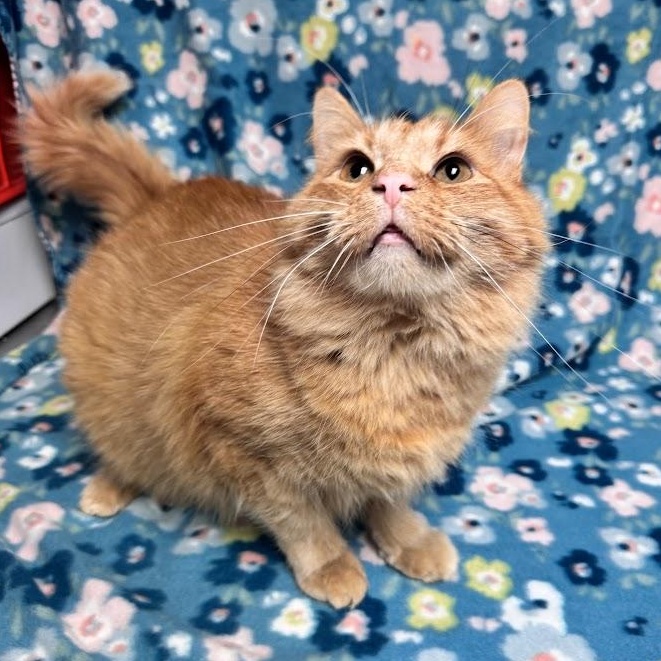 Richard, an adopted Domestic Medium Hair in Waterloo, IA image 4/4