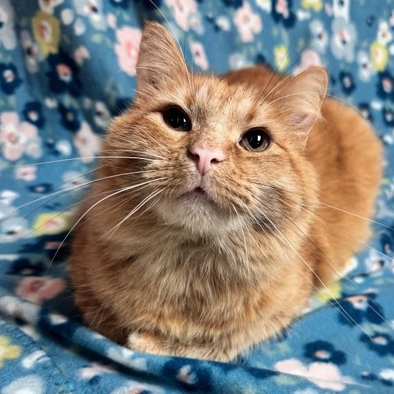 Richard, an adopted Domestic Medium Hair in Waterloo, IA image 2/4