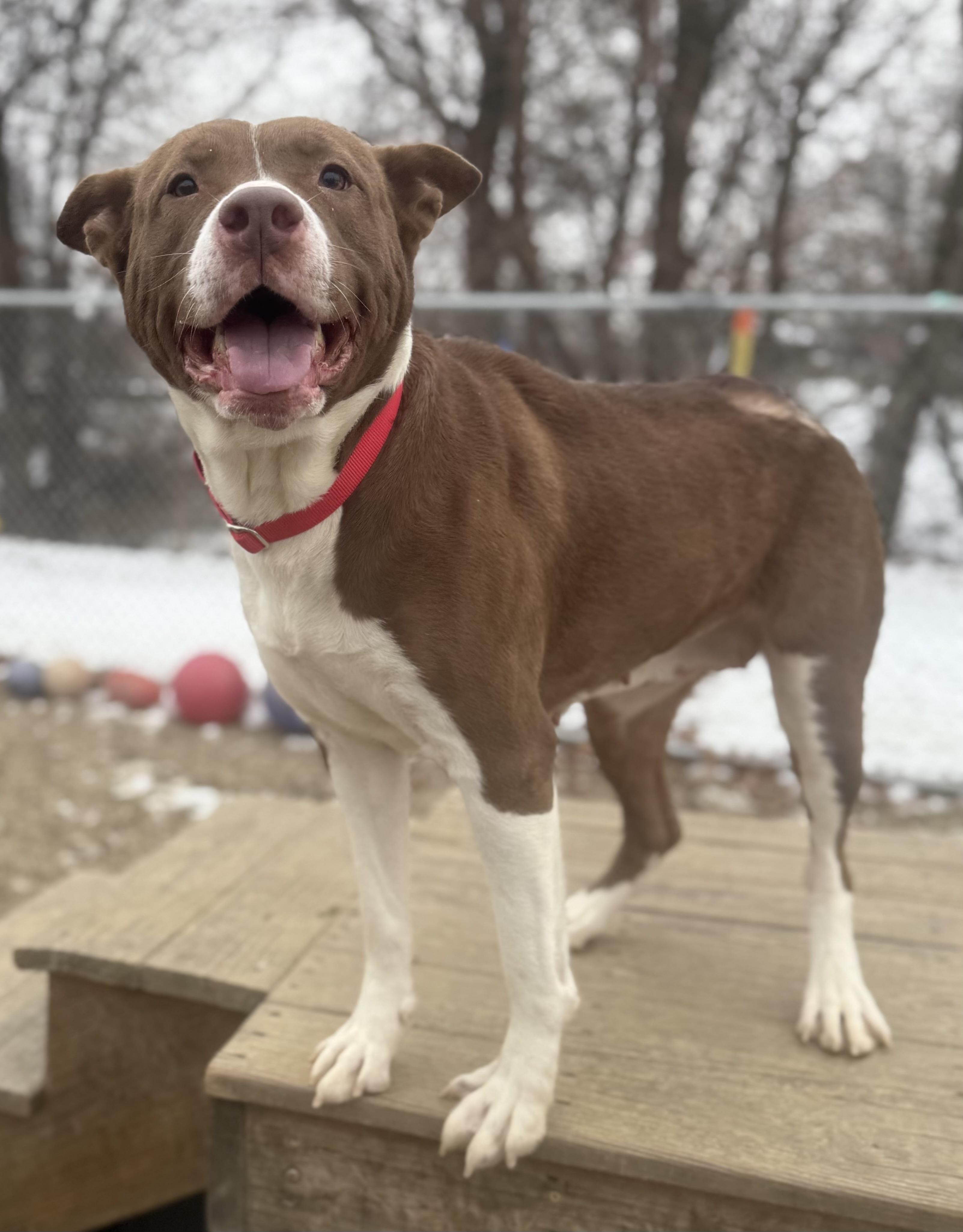 Frito / Bailey Ann AVAILABLE , Adoptable, Adult Female Pit Bull Terrier.