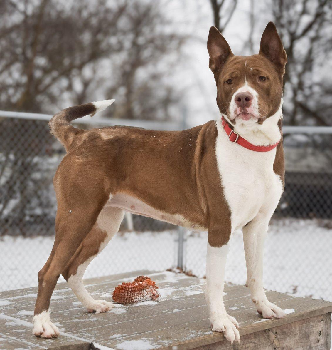 Enlarge Frito / Bailey Ann AVAILABLE , a Adoptable Pit Bull Terrier in Canton, OH image 1/6