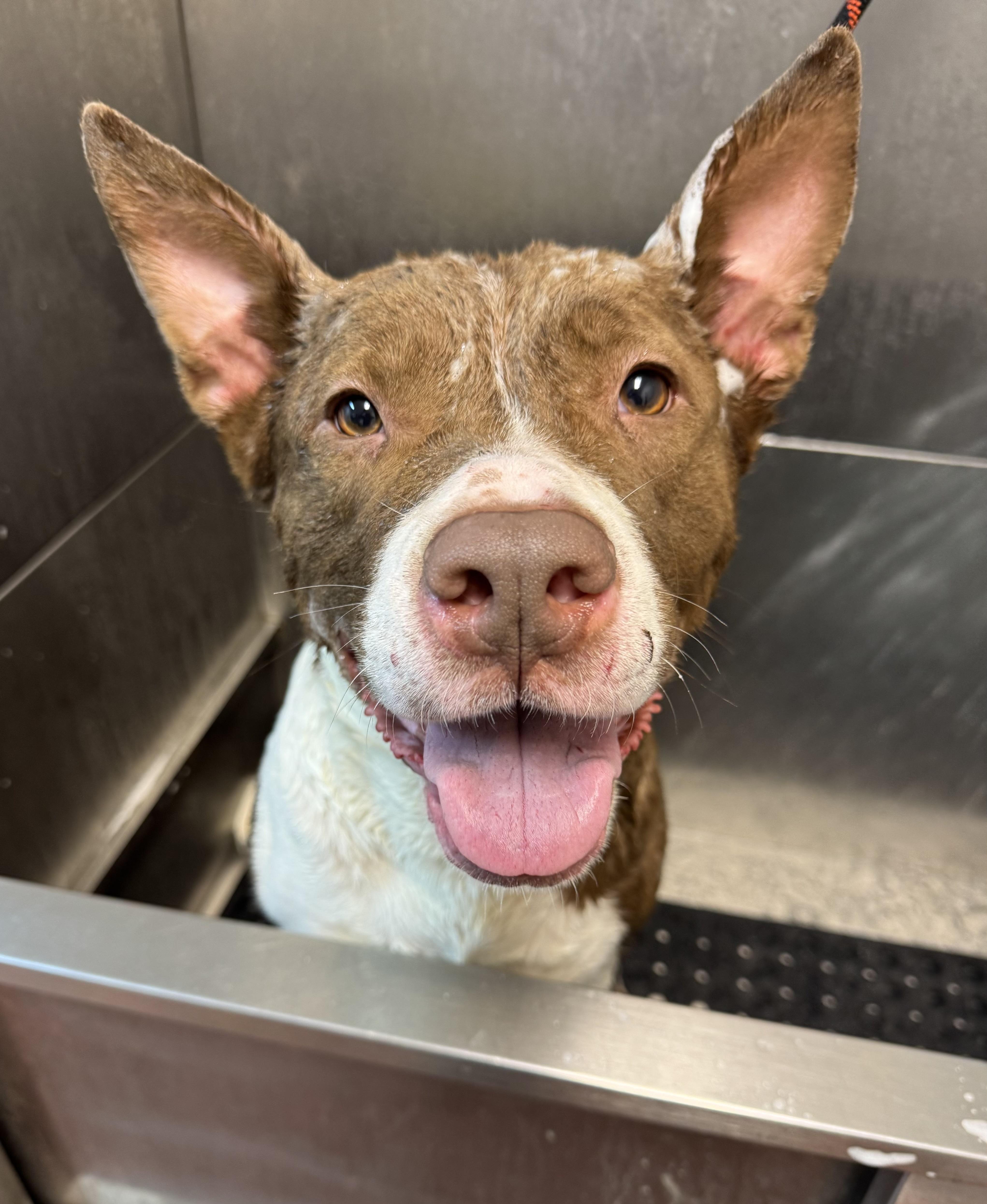 Enlarge Frito / Bailey Ann AVAILABLE , a Adoptable Pit Bull Terrier in Canton, OH image 2/6