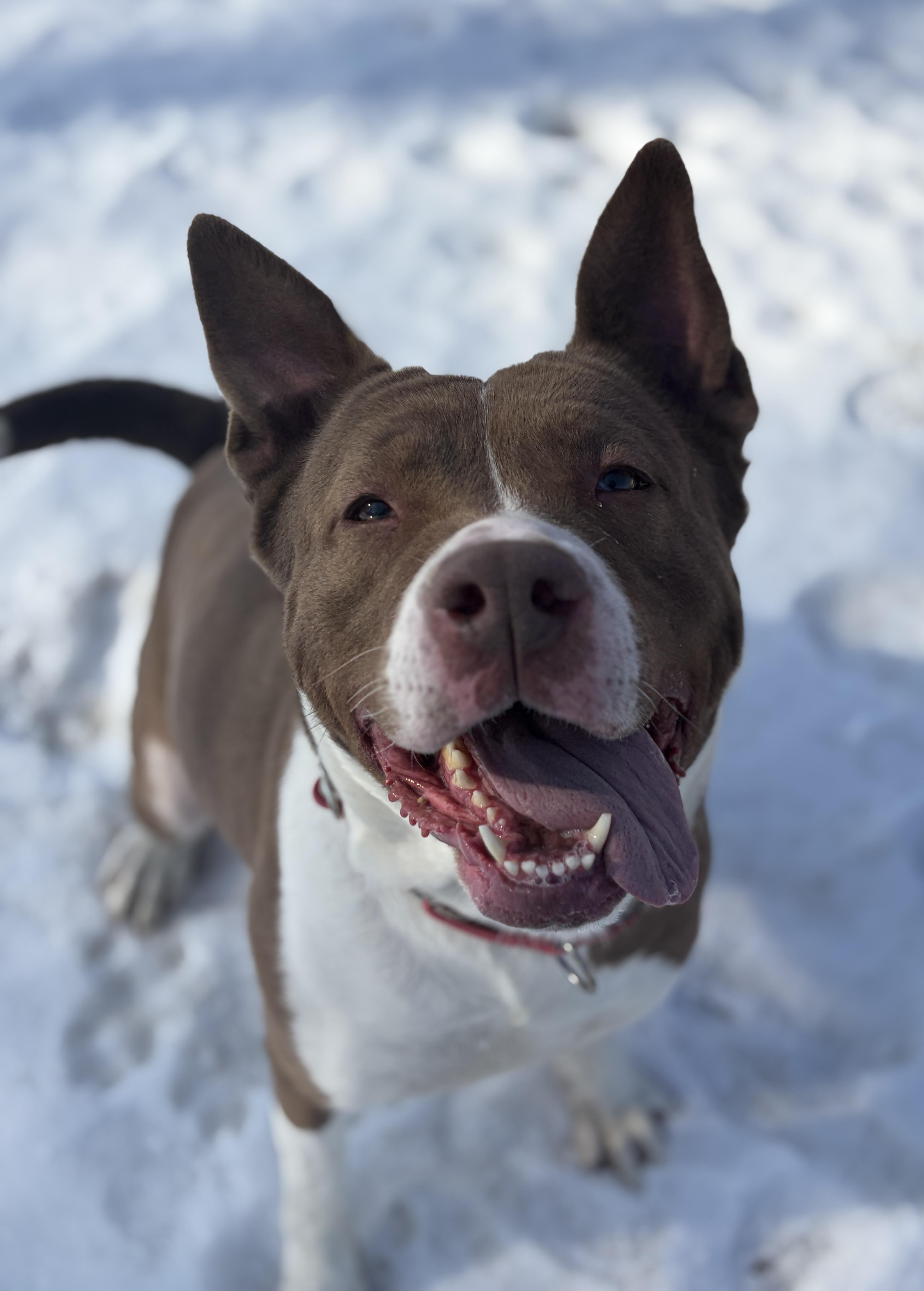 Frito / Bailey Ann AVAILABLE , Adoptable, Adult Female Akita & American Bully.