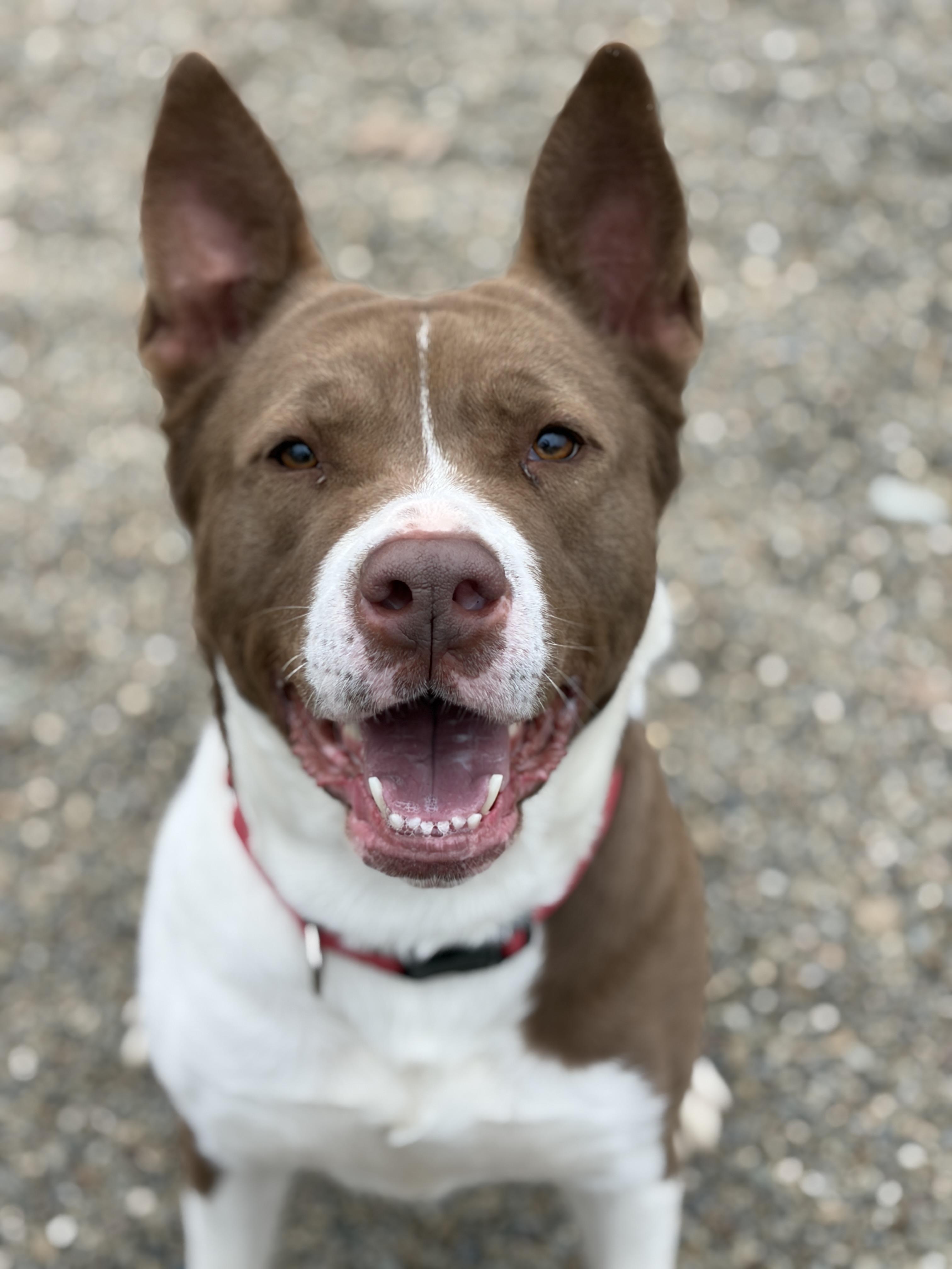 Frito / Bailey Ann AVAILABLE , Adoptable, Adult Female Akita & American Bully.