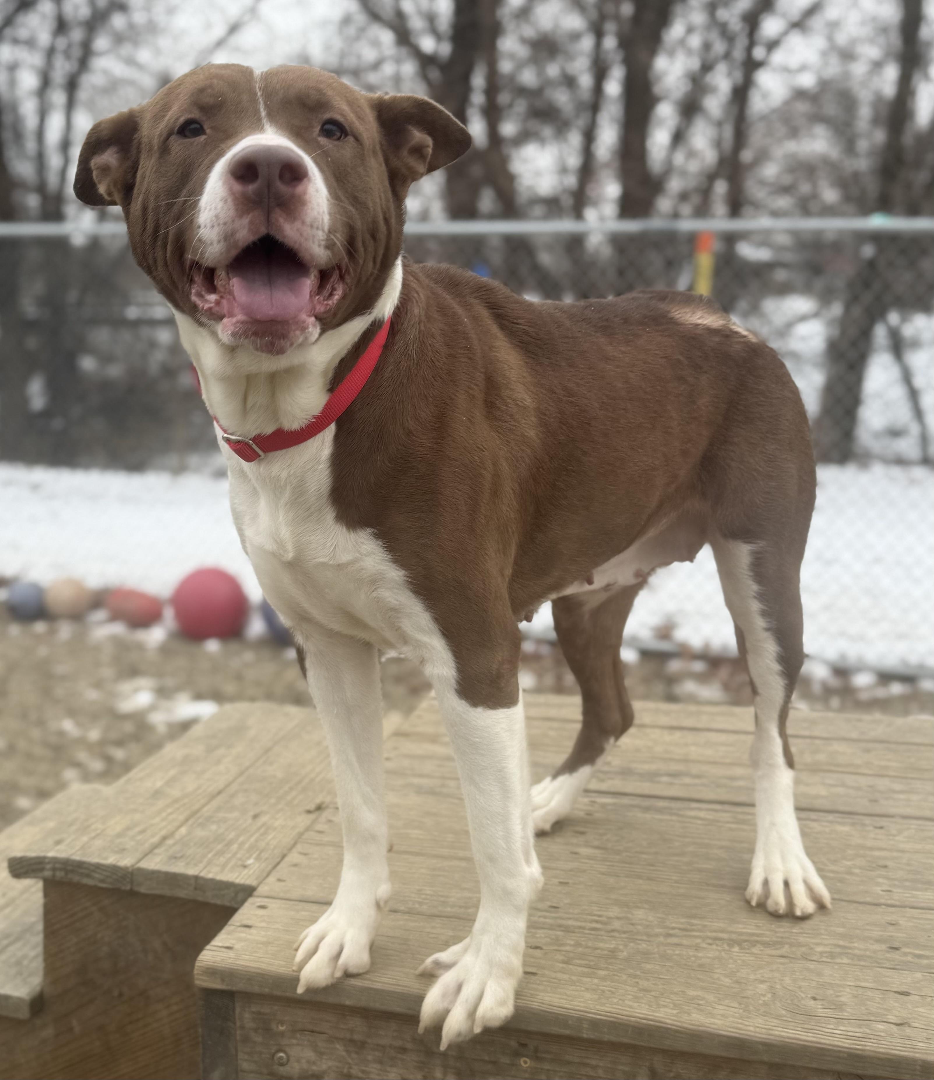Enlarge Frito / Bailey Ann AVAILABLE , a Adoptable Pit Bull Terrier in Canton, OH image 6/6