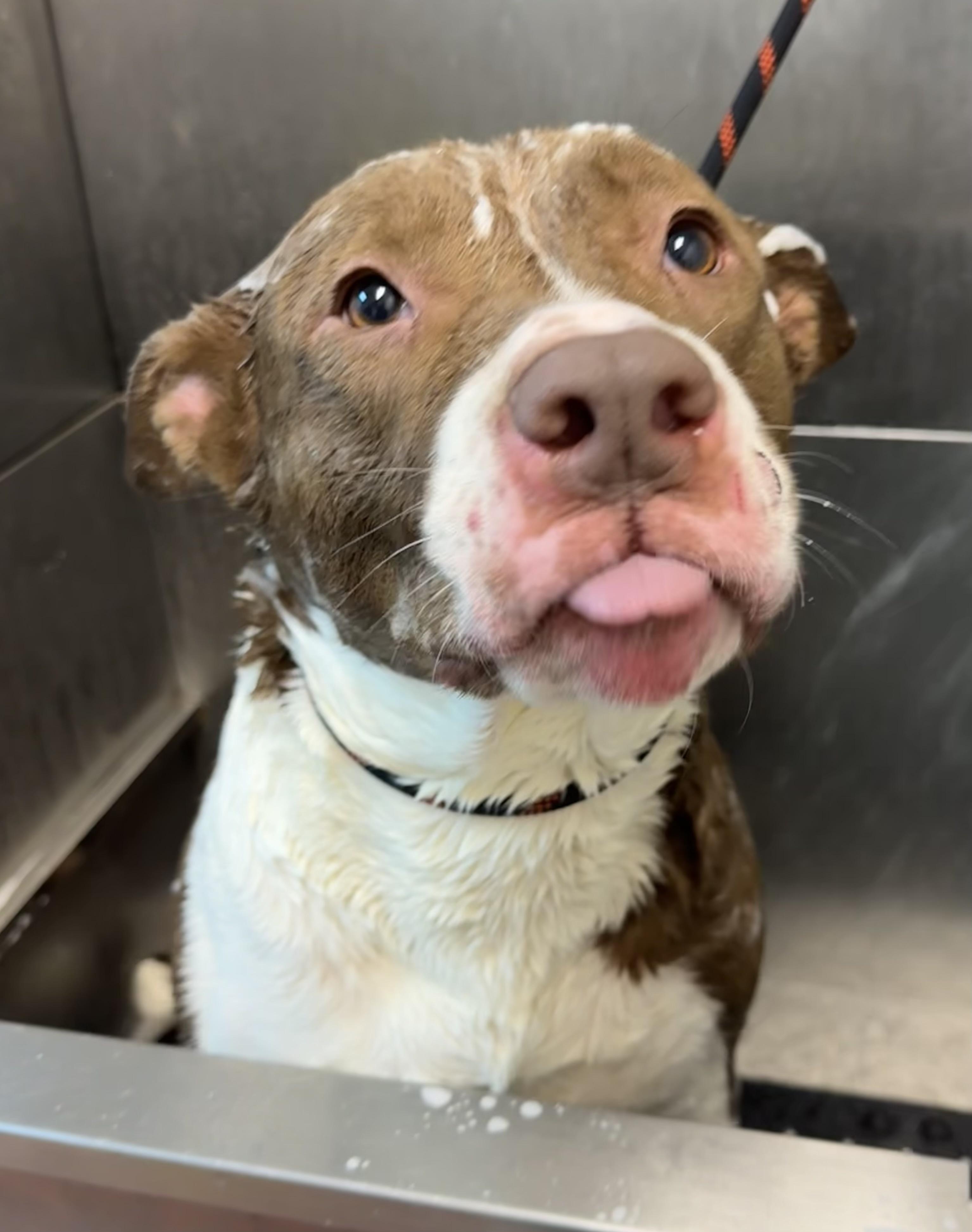 Enlarge Frito / Bailey Ann AVAILABLE , a Adoptable Pit Bull Terrier in Canton, OH image 3/6