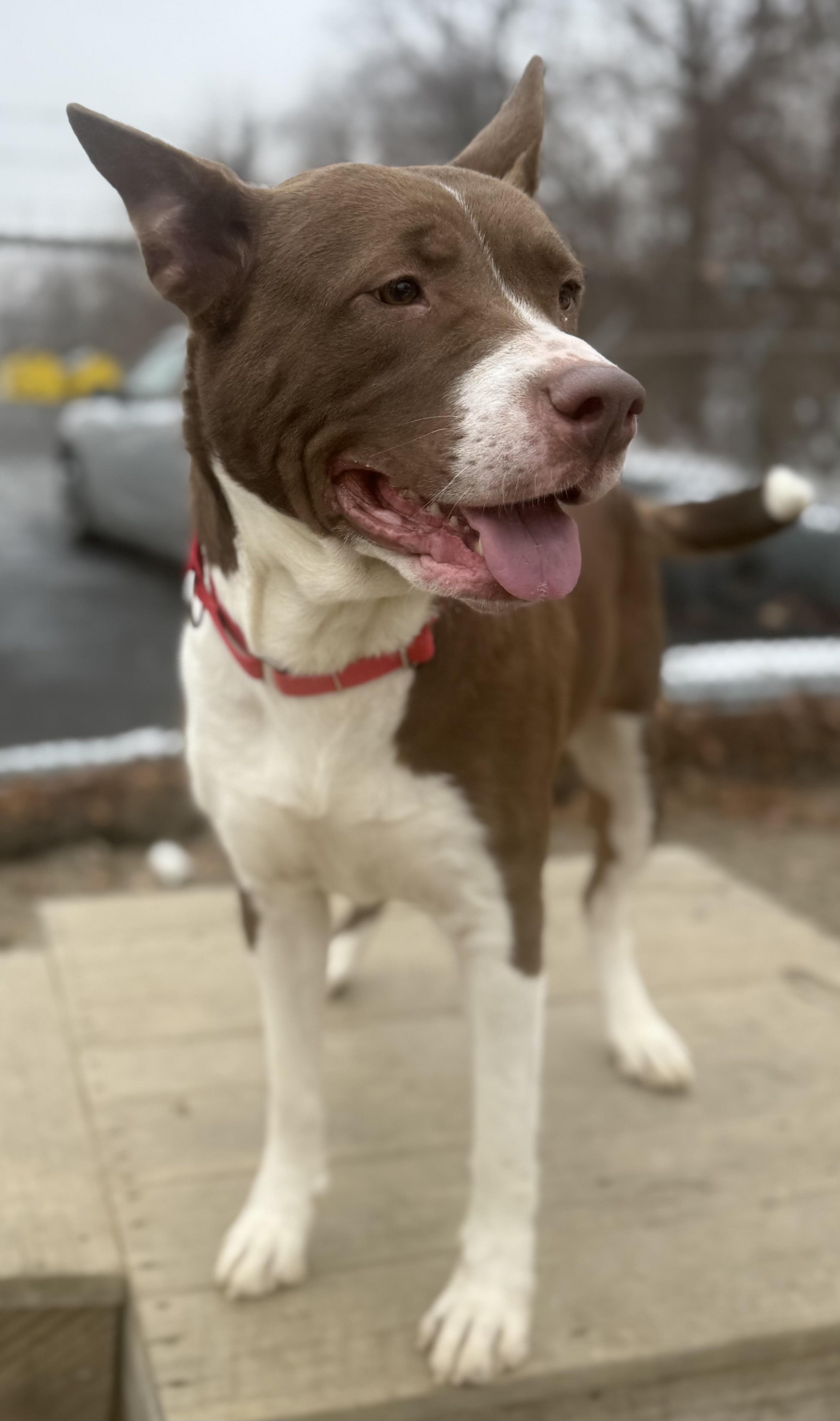 Enlarge Frito / Bailey Ann AVAILABLE , a Adoptable Pit Bull Terrier in Canton, OH image 5/6