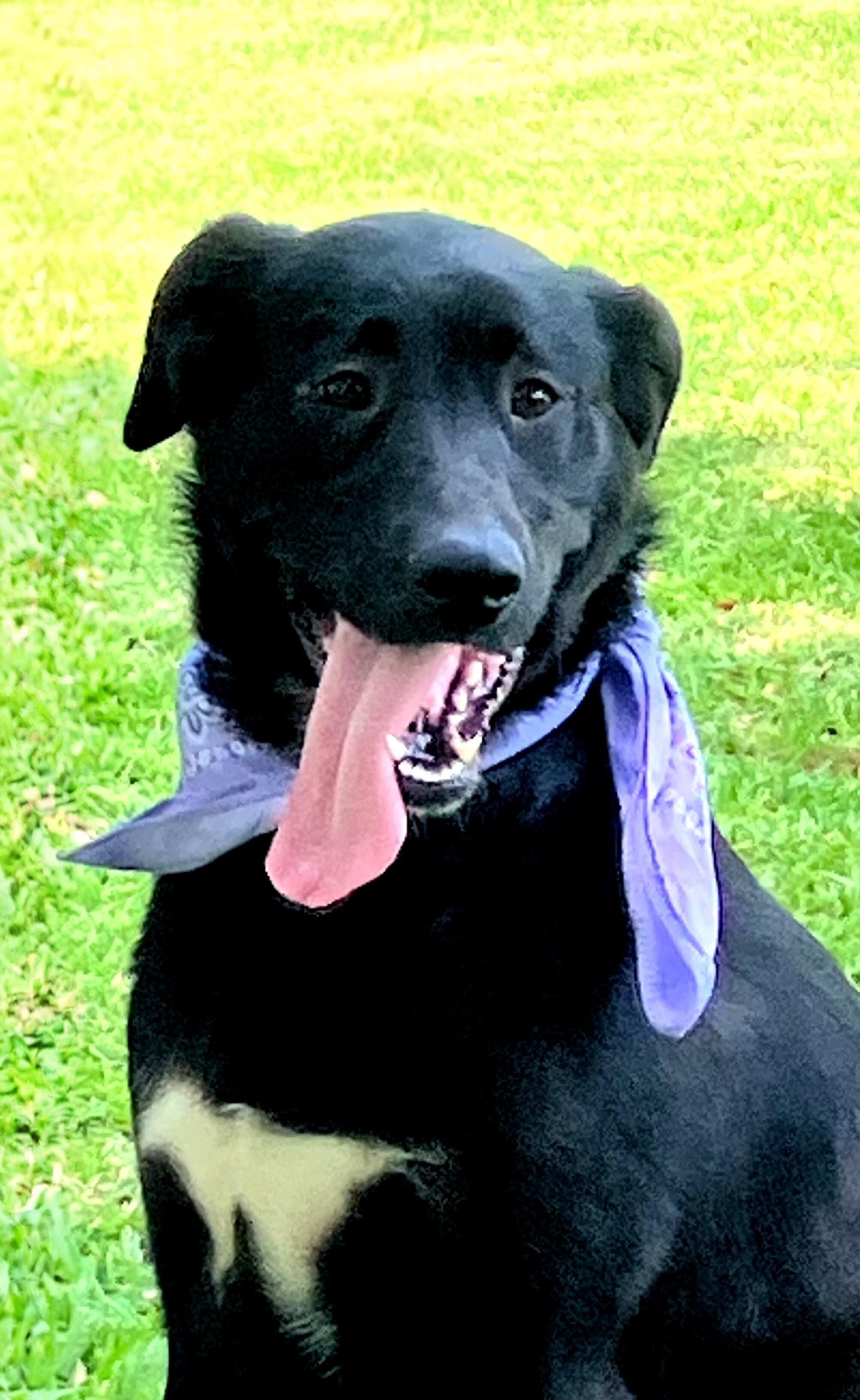Enlarge Lainey, an adoptable Black Labrador Retriever in Willington, CT image 5/6