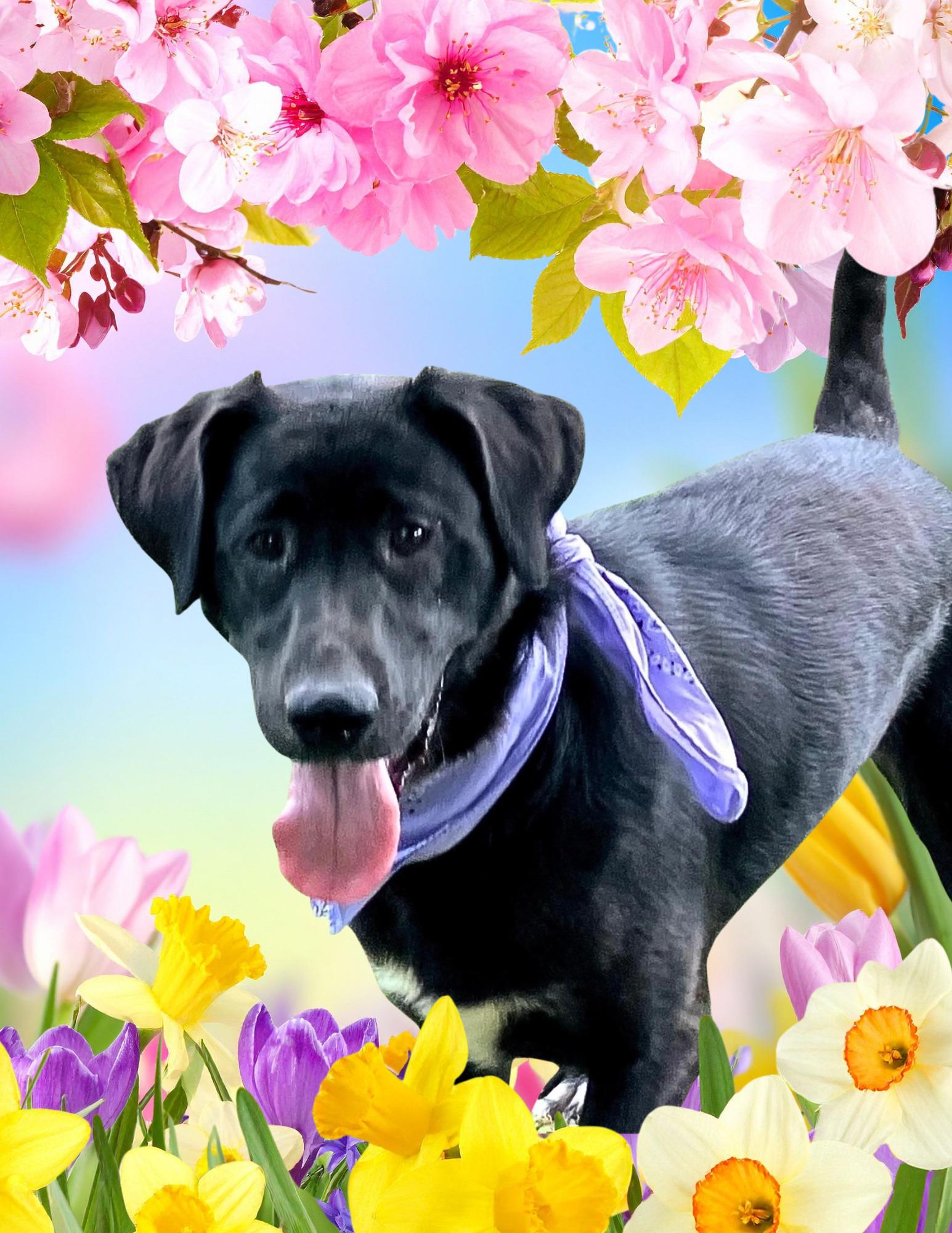 Enlarge Lainey, an adoptable Black Labrador Retriever in Willington, CT image 2/6