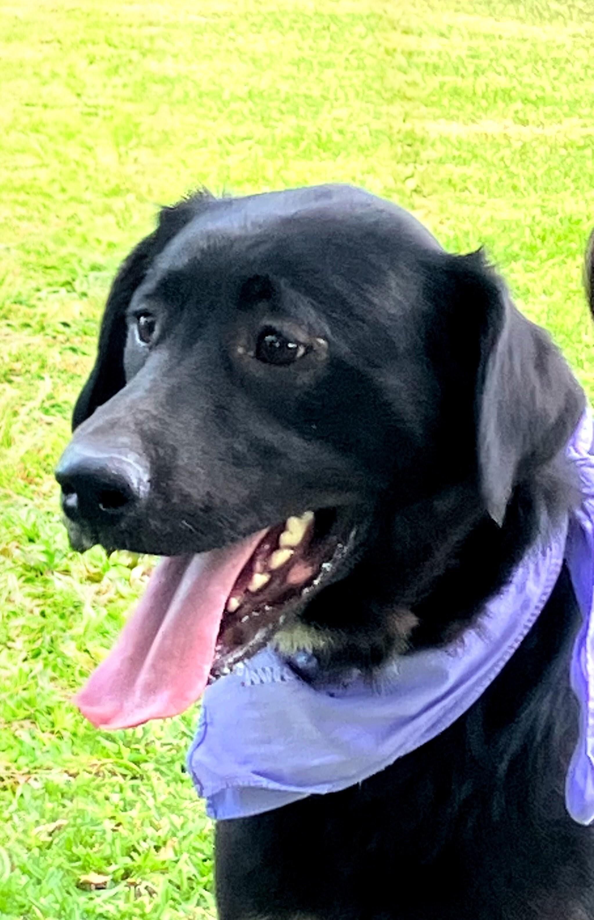Enlarge Lainey, an adoptable Black Labrador Retriever in Willington, CT image 2/6