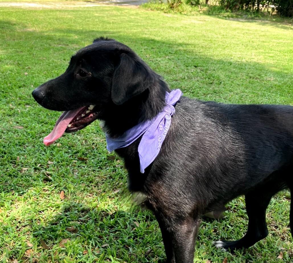 Enlarge Lainey, an adoptable Black Labrador Retriever in Willington, CT image 3/6