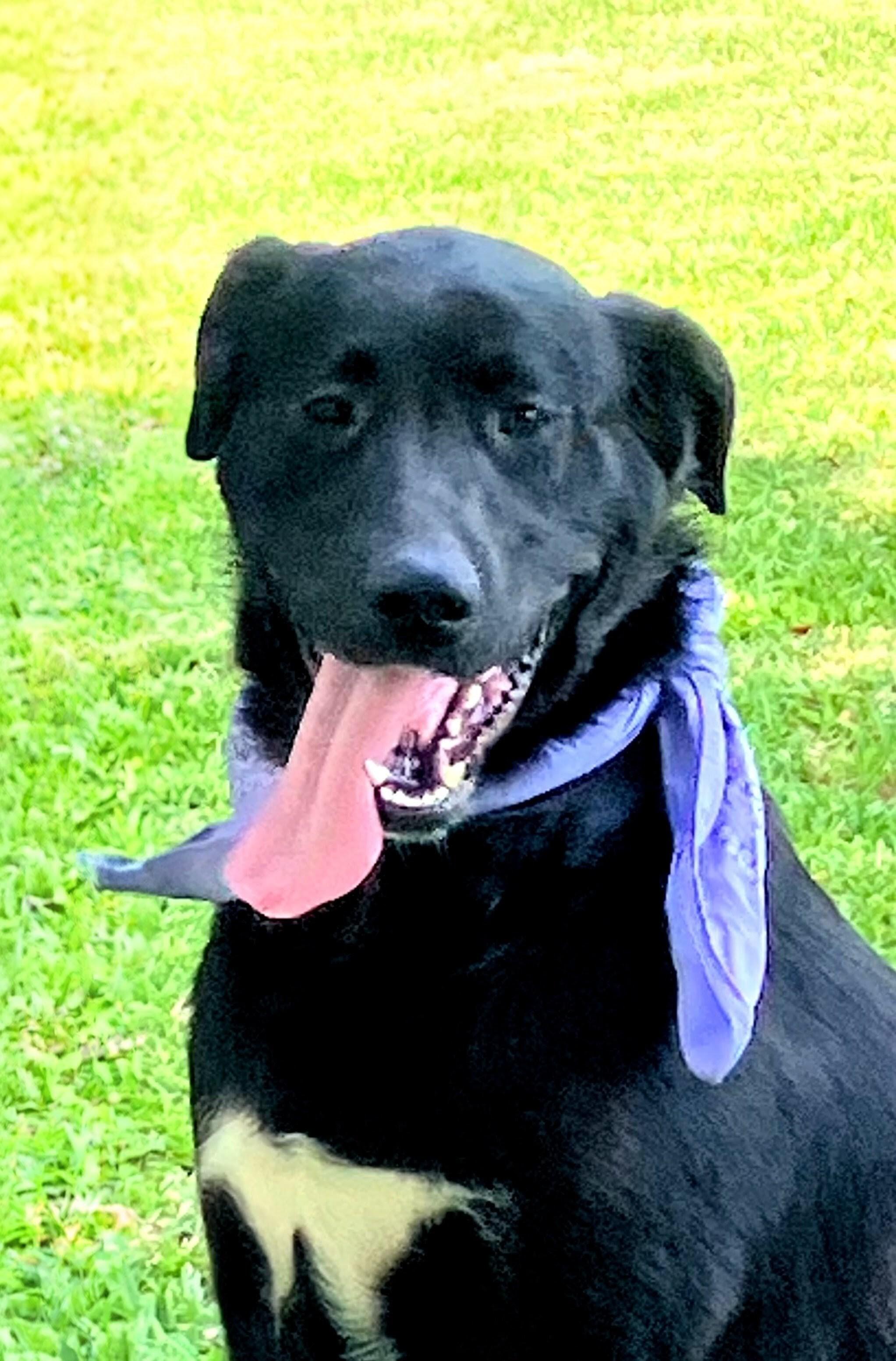 Enlarge Lainey, an adoptable Black Labrador Retriever in Willington, CT image 4/6
