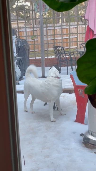 Enlarge Lainey, an adoptable Black Labrador Retriever in Willington, CT video 6/6