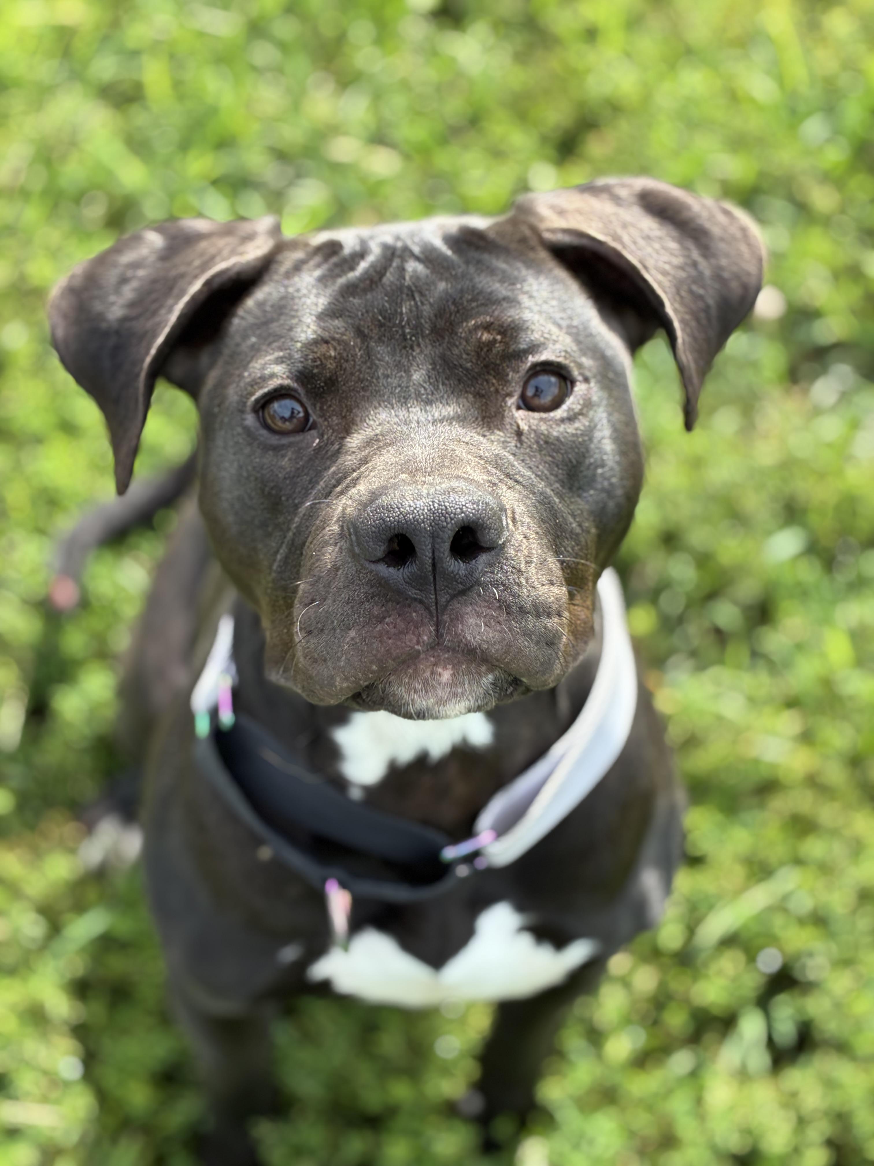 Enlarge Aurora, a Adoptable mixed breed in Augusta, WV image 2/3