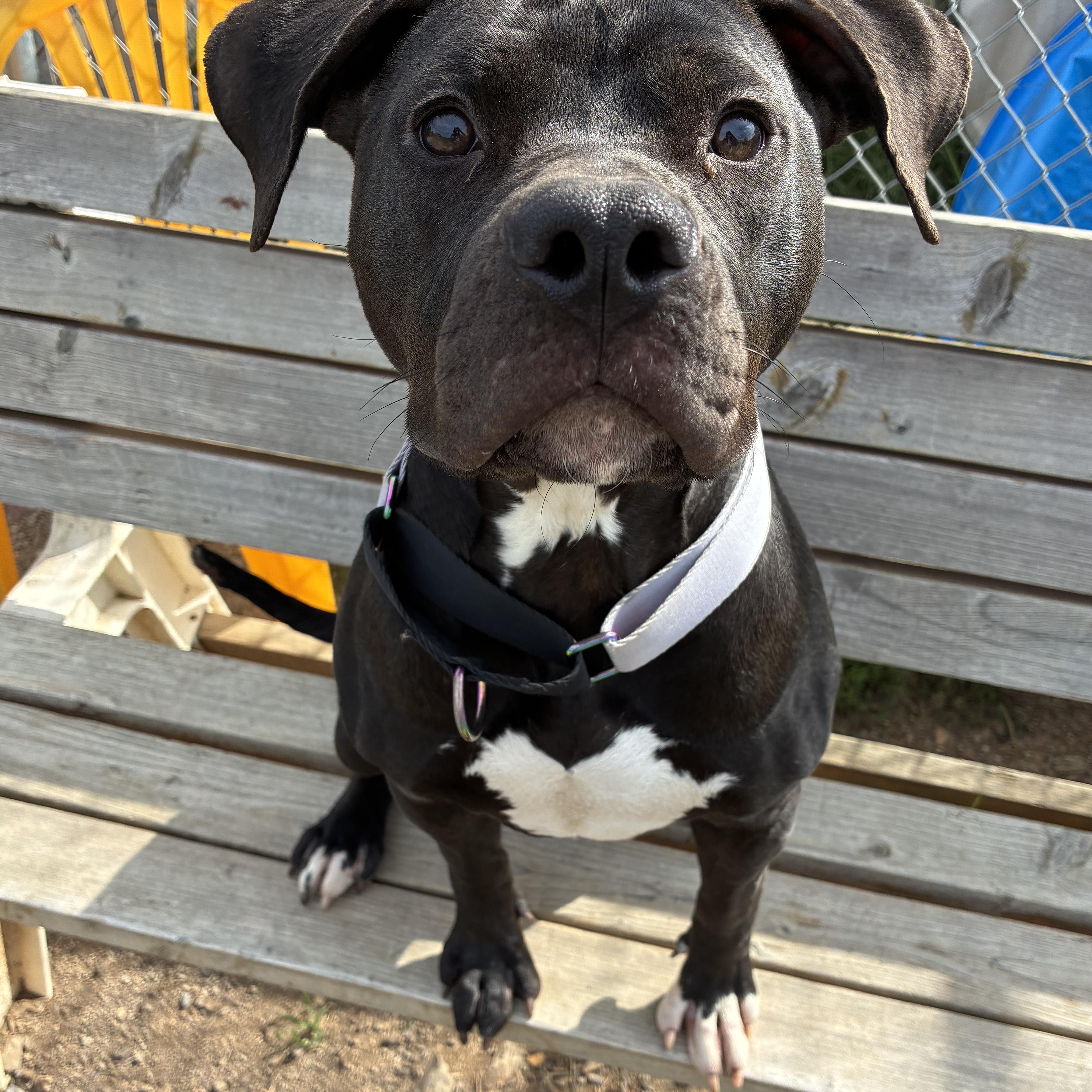 Aurora, Adoptable, Young Female Pit Bull Terrier.