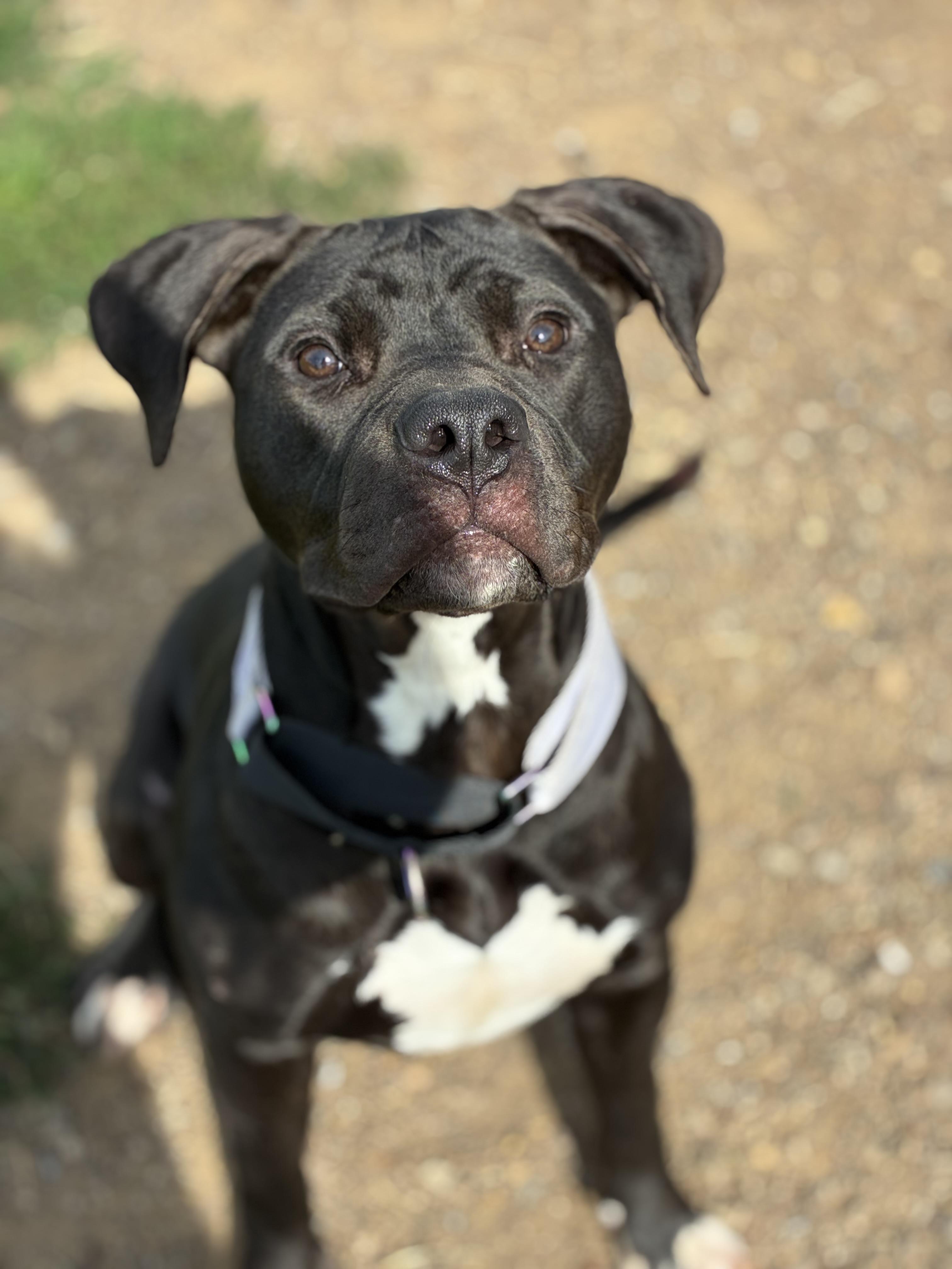 Enlarge Aurora, a Adoptable mixed breed in Augusta, WV image 3/3