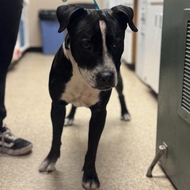 Enlarge Dog 02/26/2026, a Adoptable mixed breed in Bullhead City, AZ image 1/1