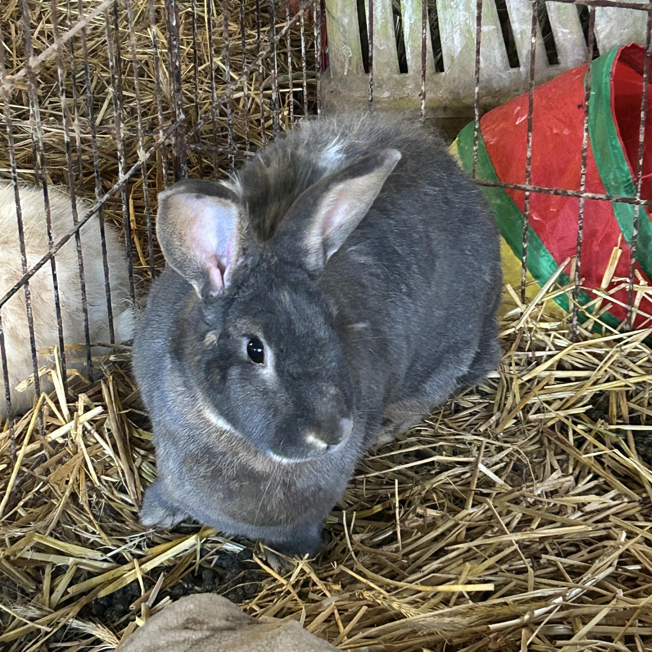 Mercury, a ADOPTABLE mixed breed in Bishopville, SC image 2/2