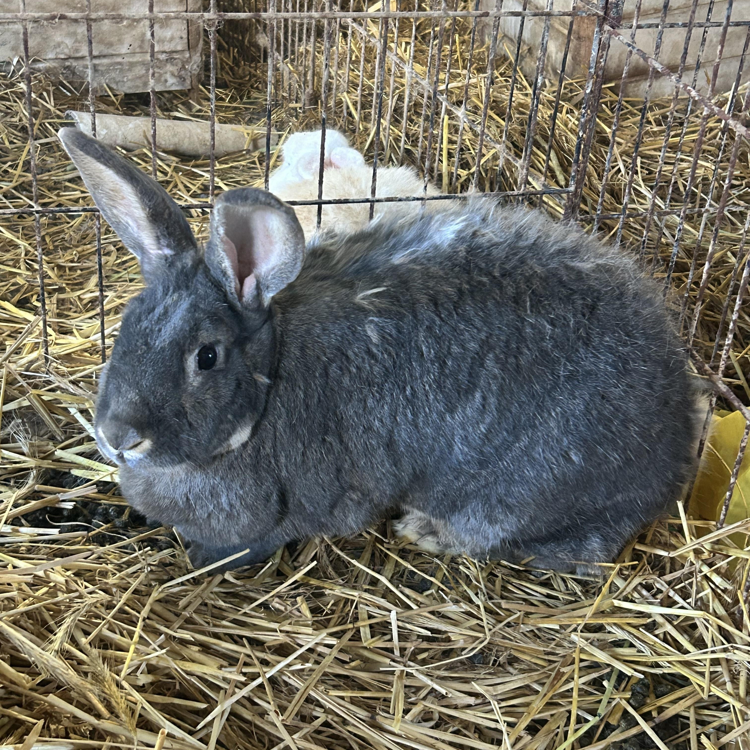 Mercury, ADOPTABLE, Adult Female Chinchilla.