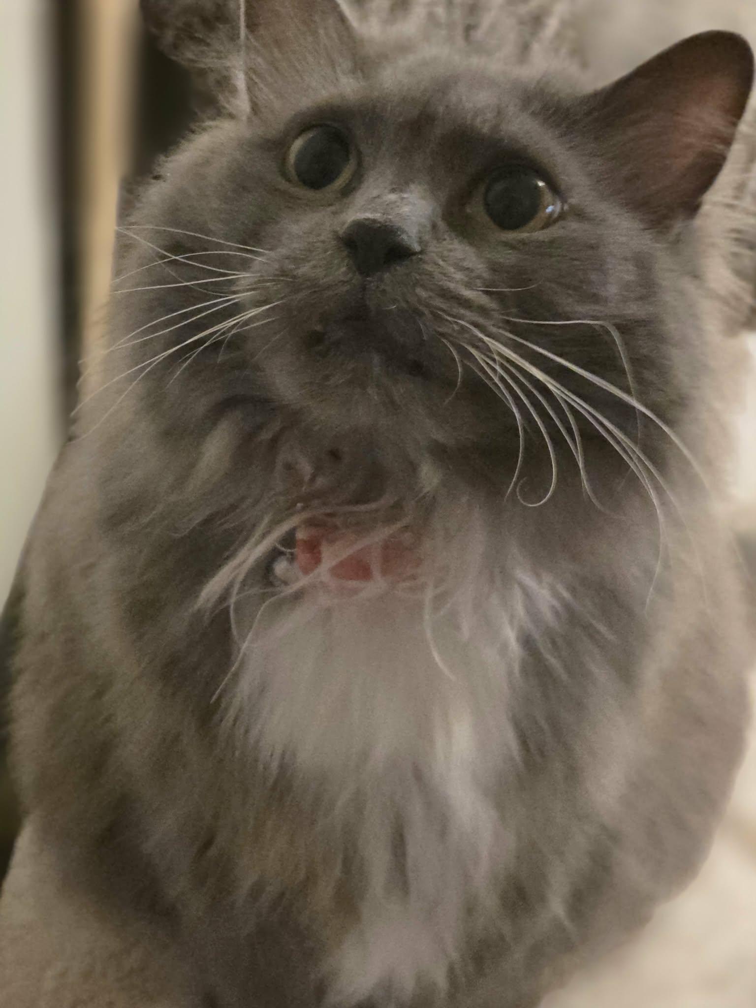 Puff, an adopted Domestic Short Hair in Rochester, NY image 1/6