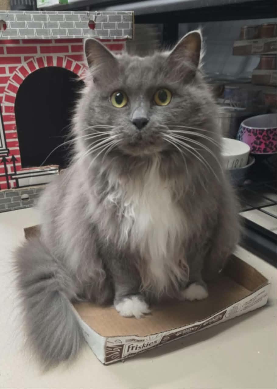 Puff, an adopted Domestic Short Hair in Rochester, NY image 5/6