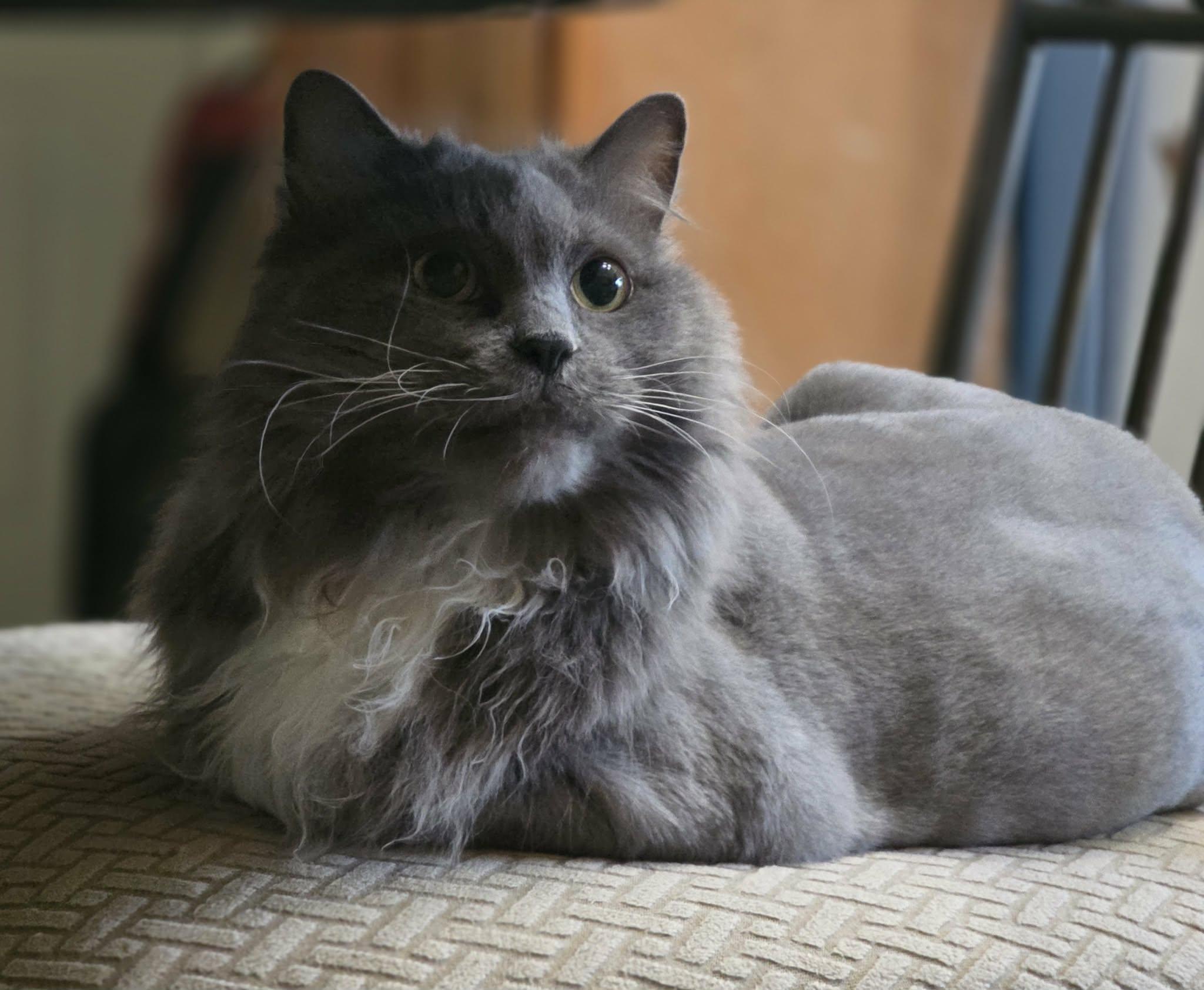 Puff, an adopted Domestic Short Hair in Rochester, NY image 2/6