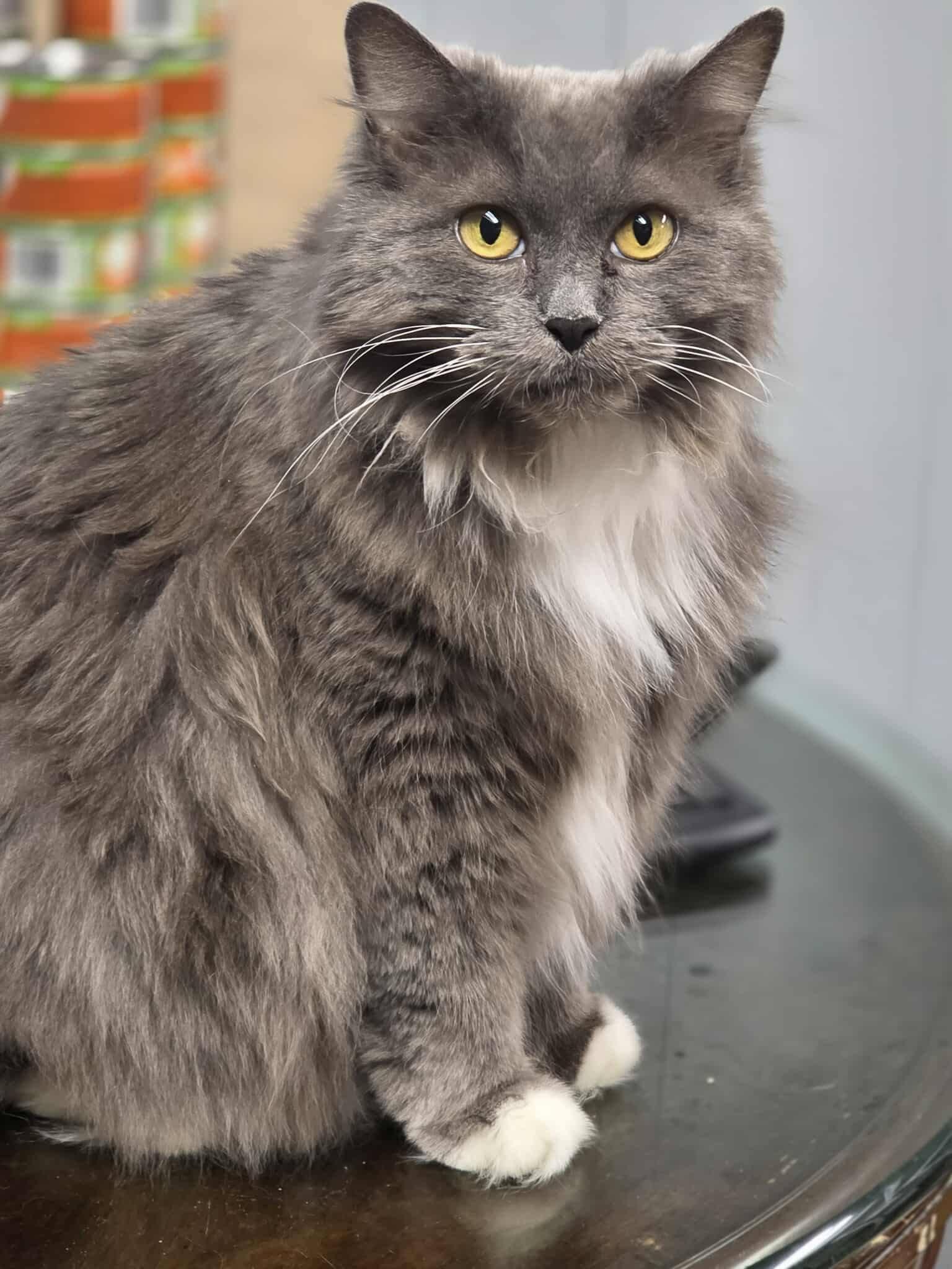 Puff, an adopted Domestic Short Hair in Rochester, NY image 4/6