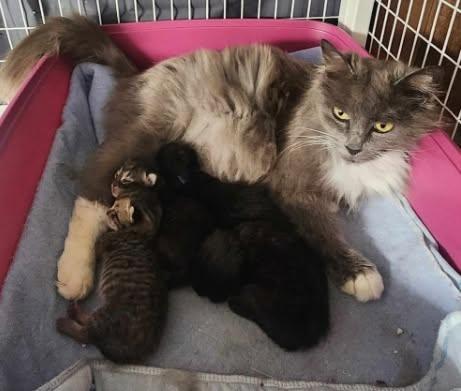 Puff, an adopted Domestic Short Hair in Rochester, NY image 6/6