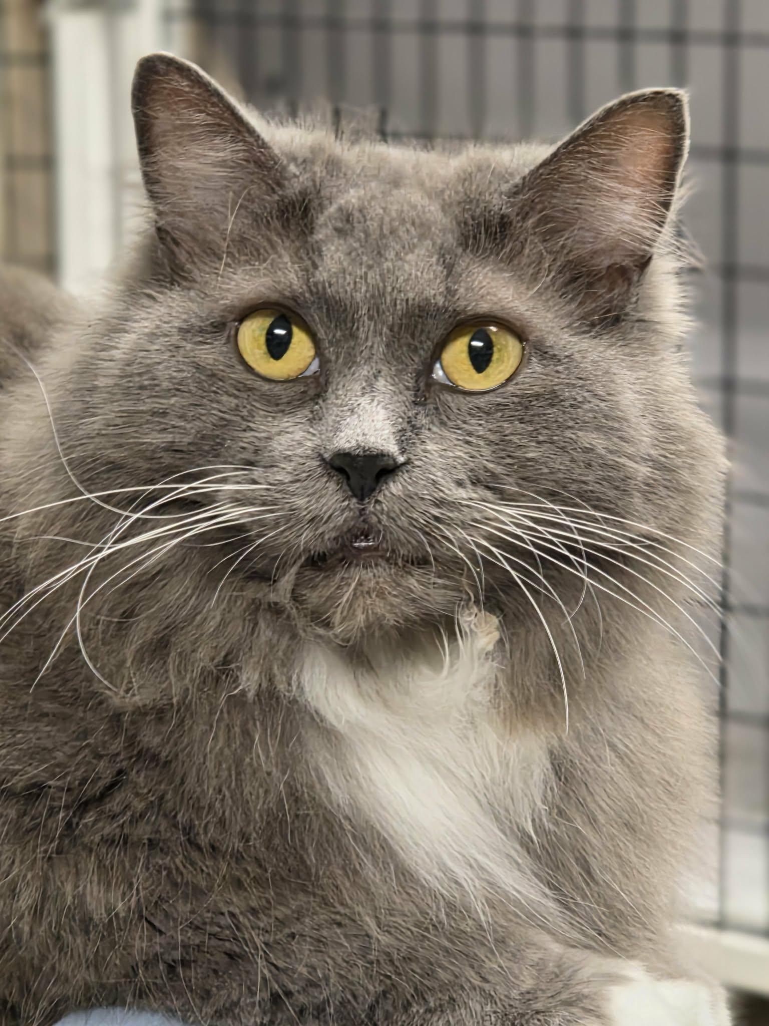 Puff, an adopted Domestic Short Hair in Rochester, NY image 3/6